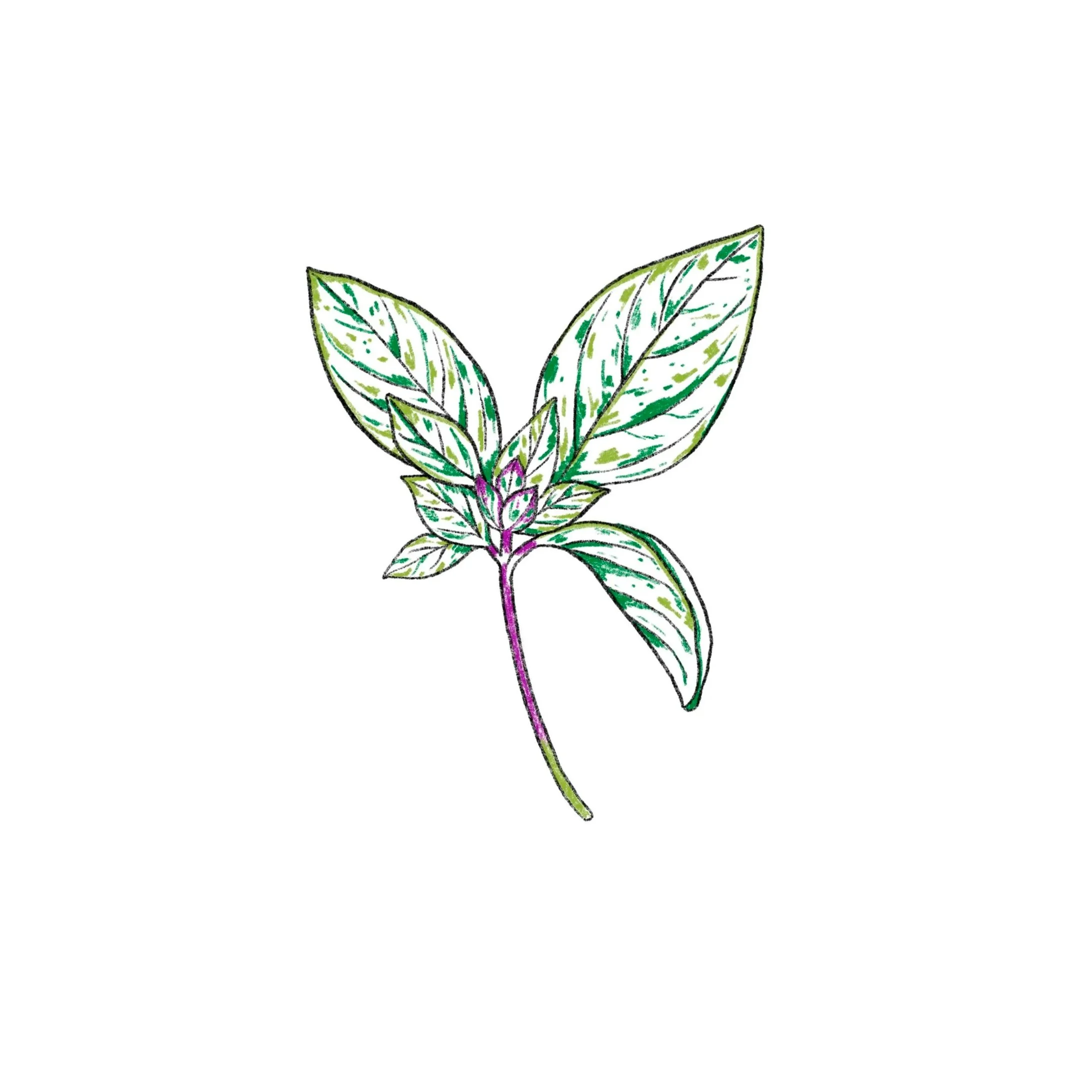 SOLD- basil sprig- 4 inch minimun