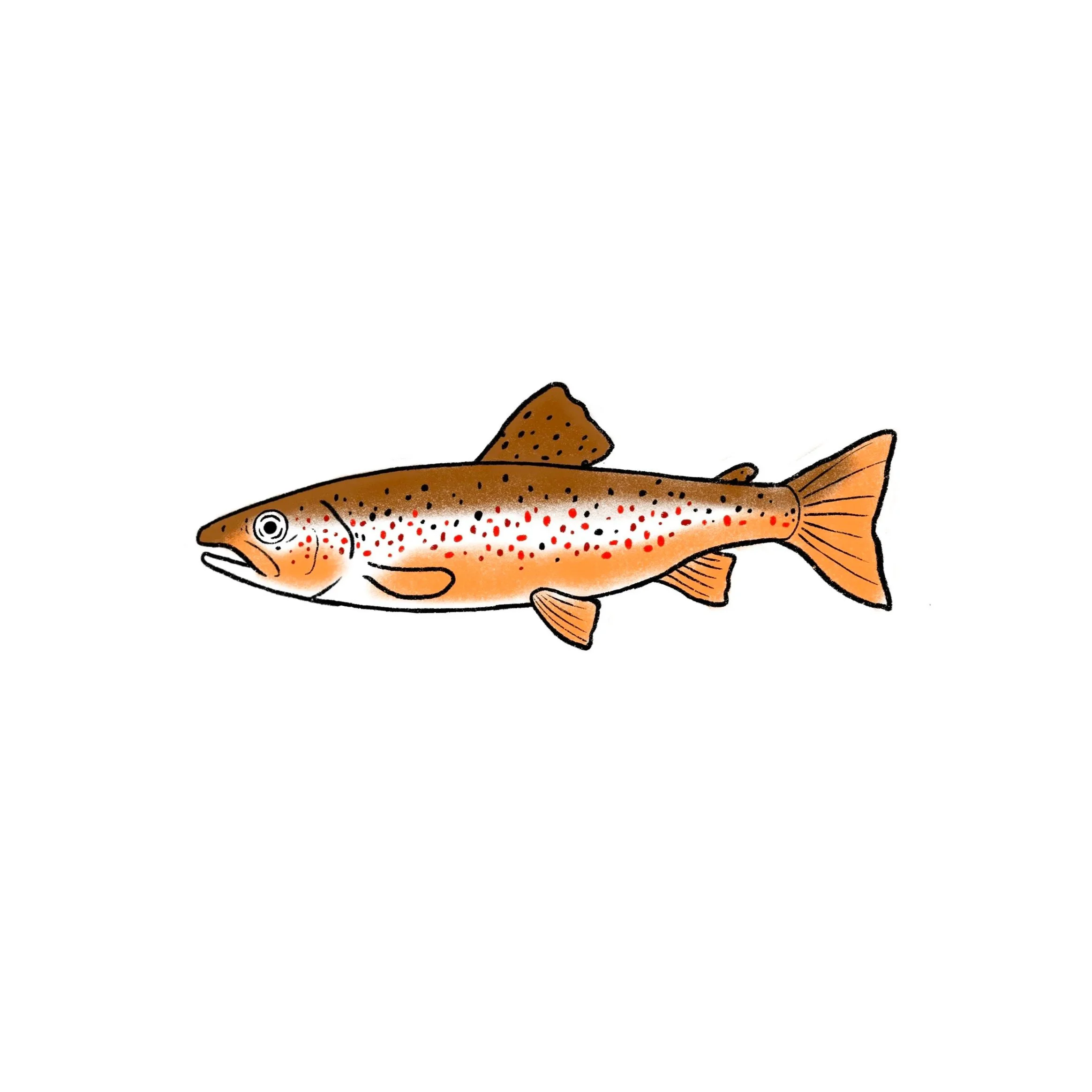 brown trout- 4 inch minimum