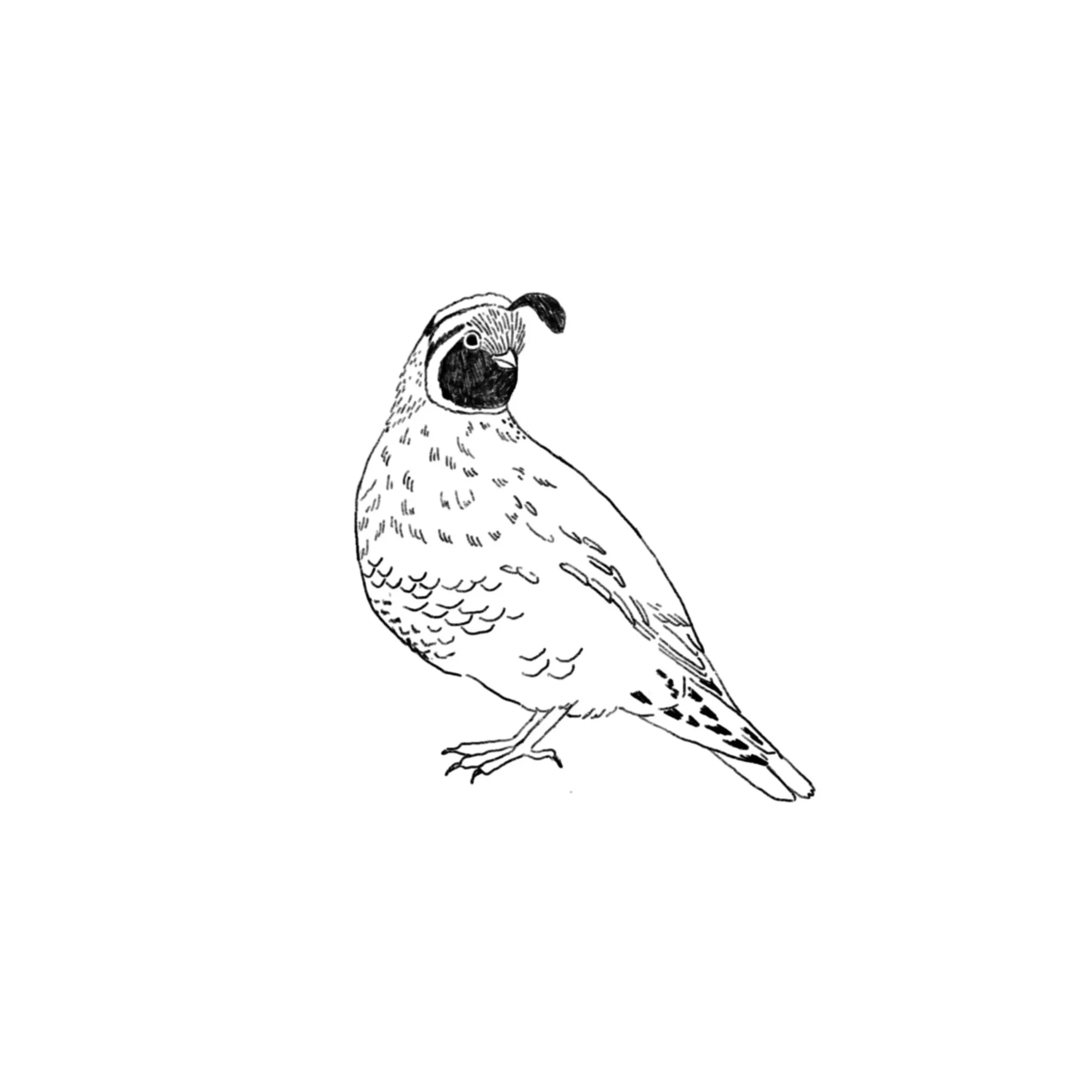 PENDING- handpoke quail- 4 inch minimum