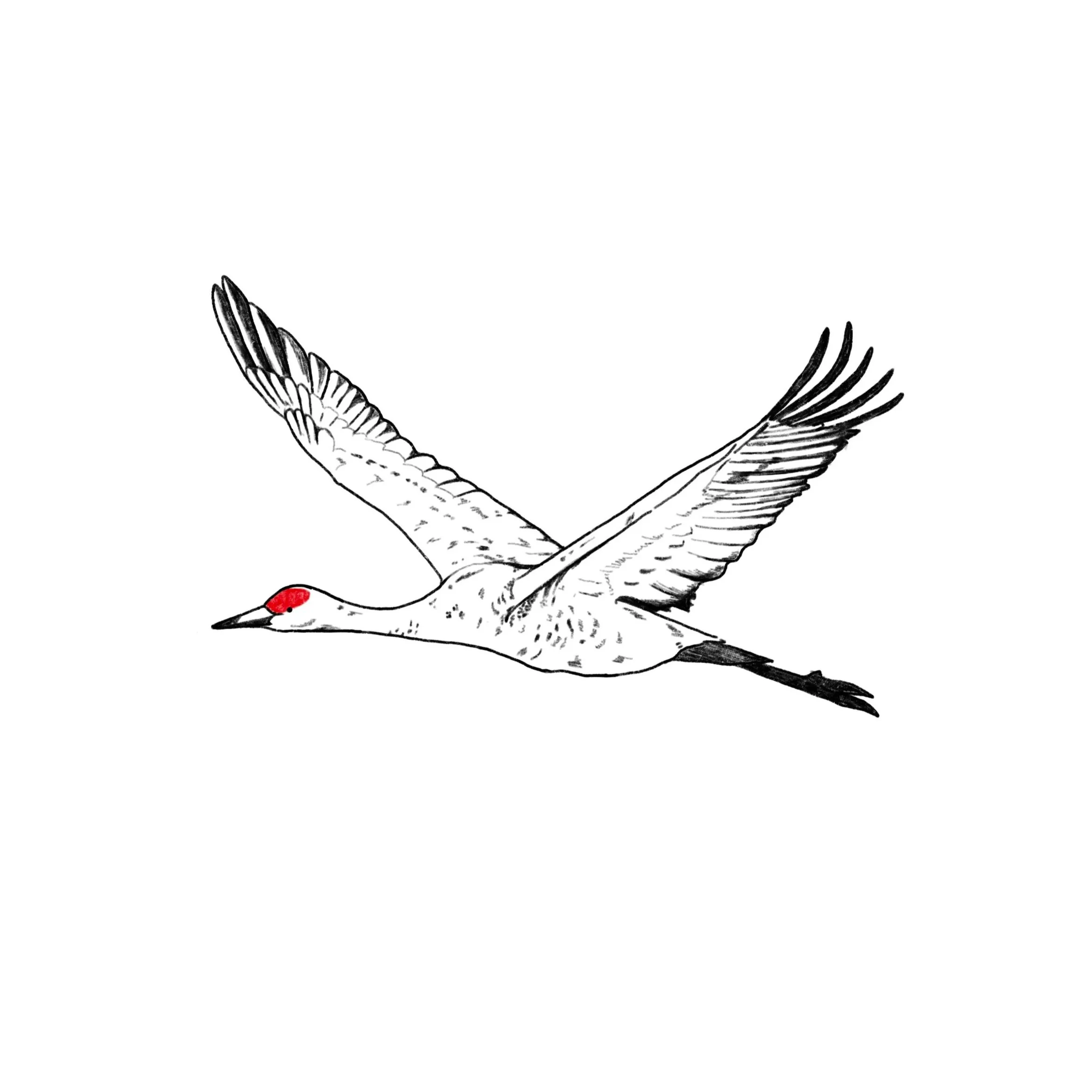 PENDING- sandhill crane- 3.5 inches minimum