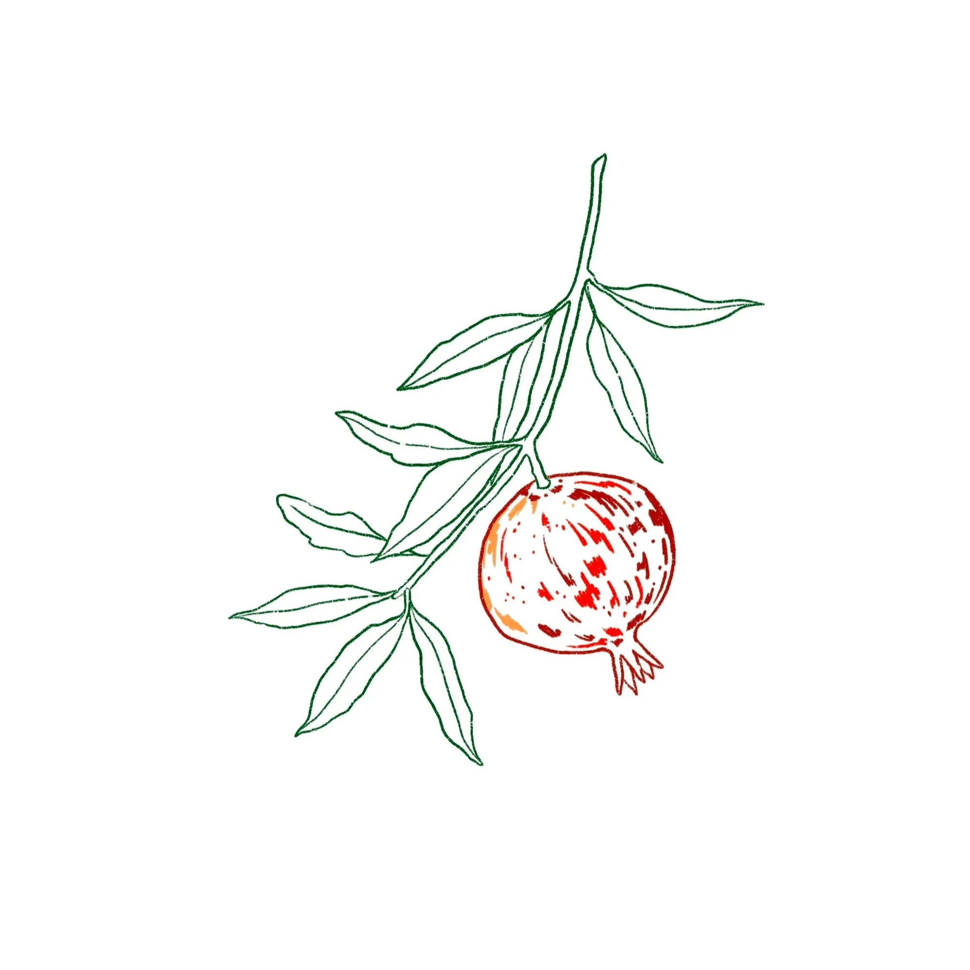 pomegranate on branch- 4.5 inches minimum