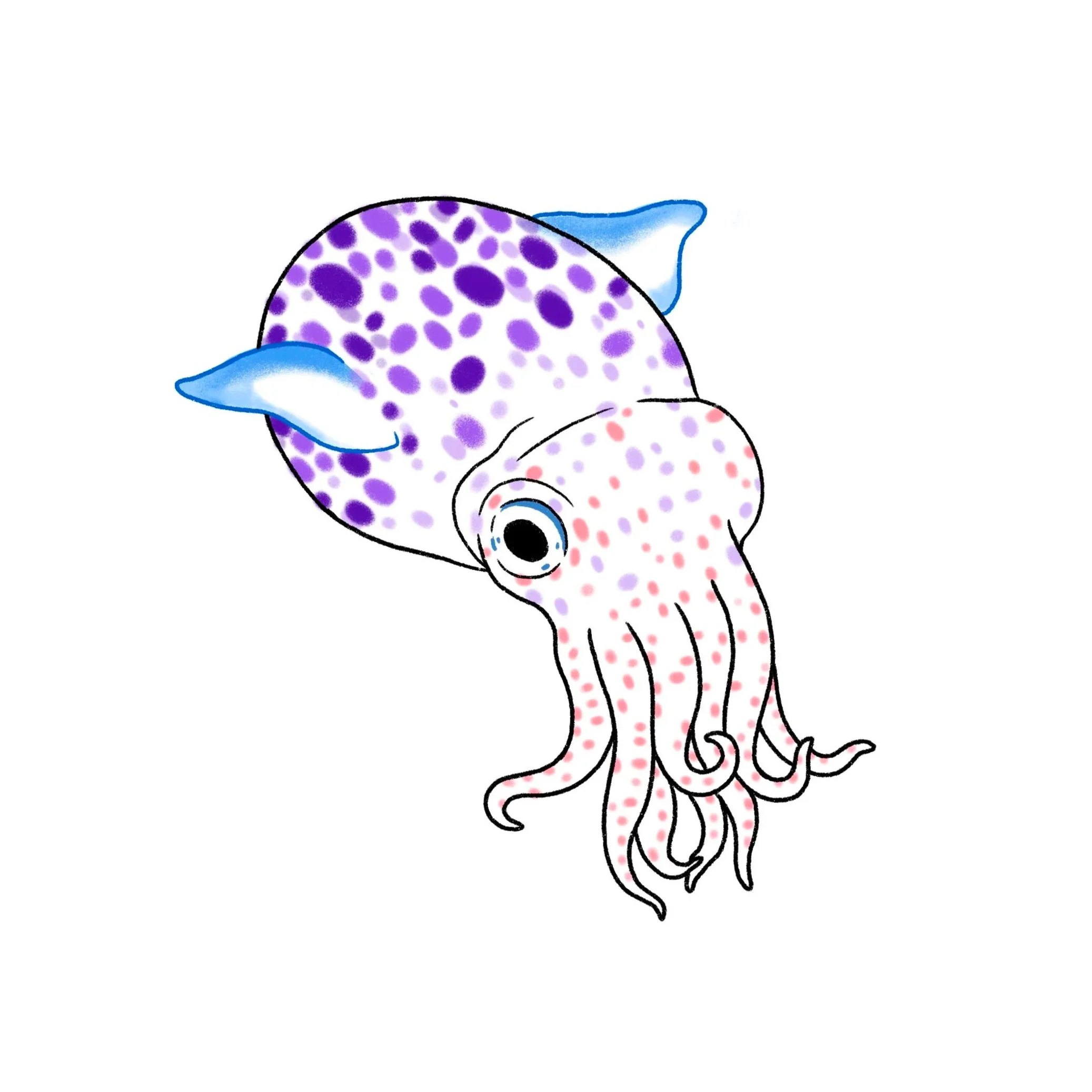 bobtail squid- 3.5 inch minimum