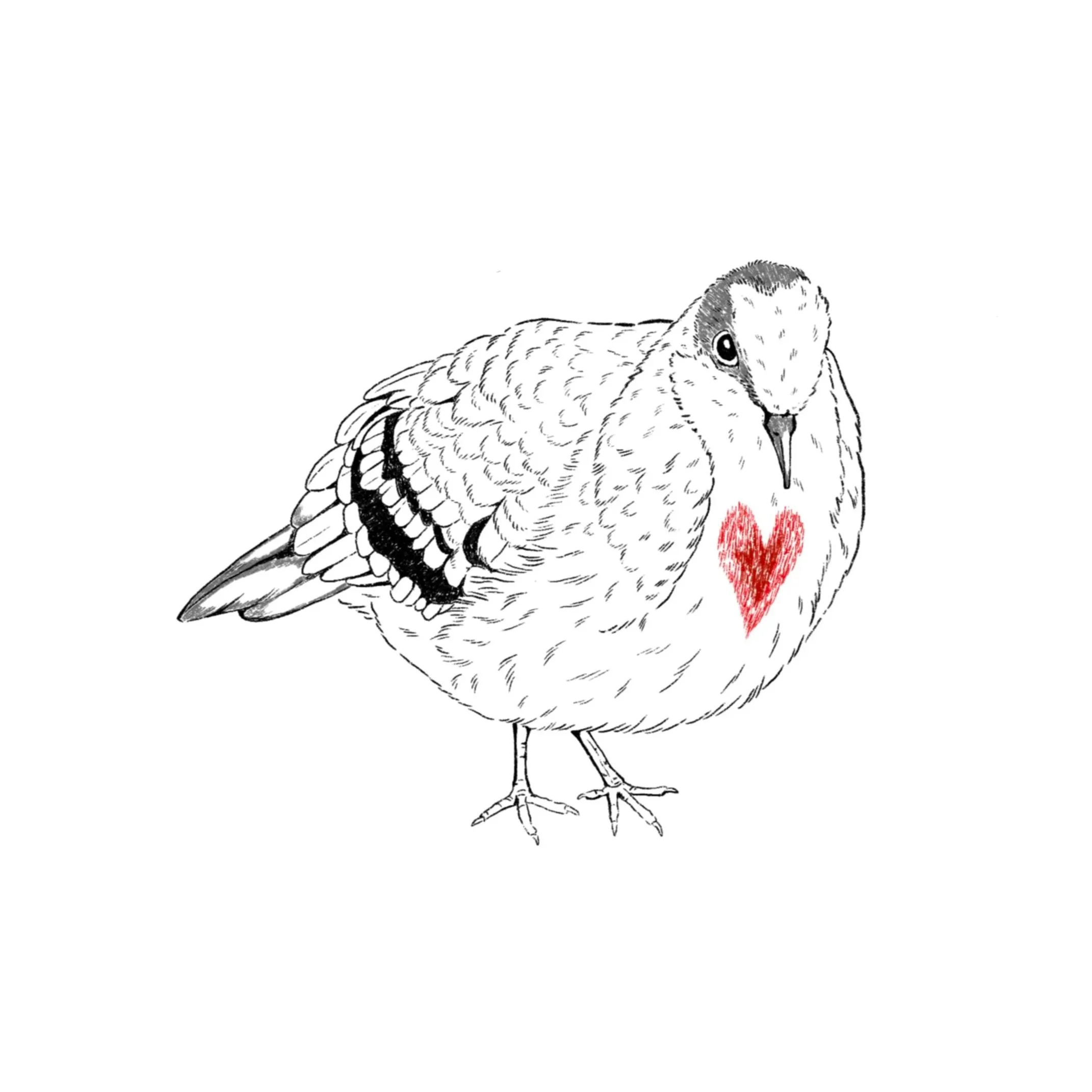 bleeding heart dove- 3 inches tall minimum