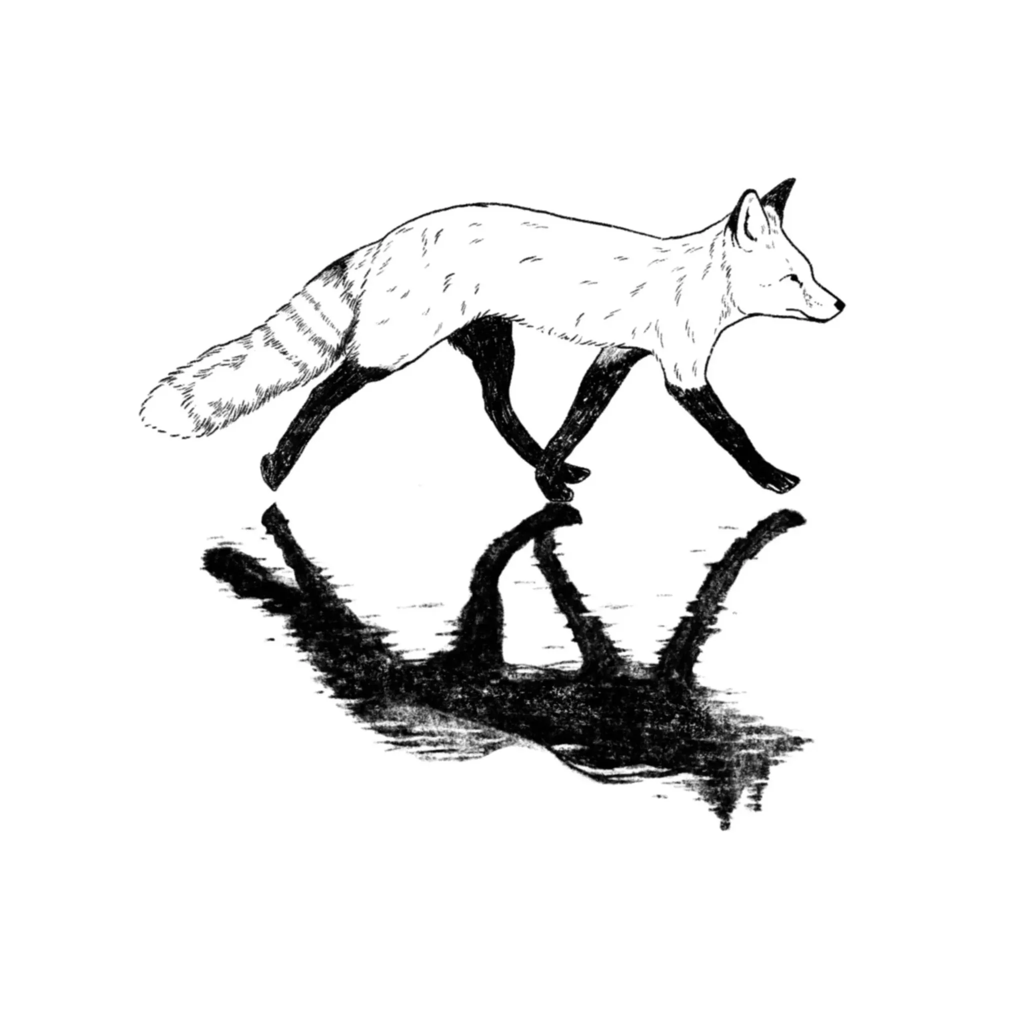 fox reflection- 4 inches minimum