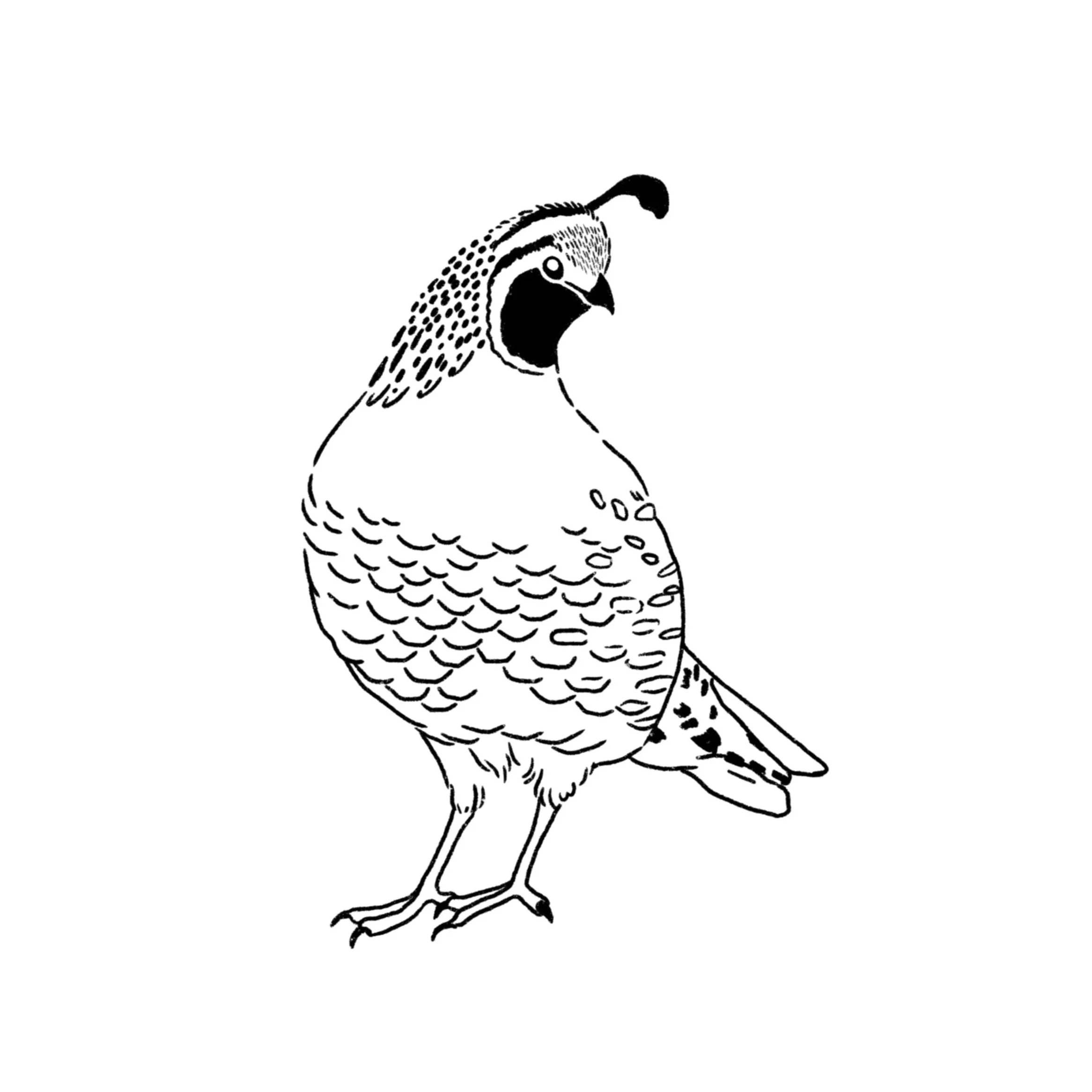 standing quail- 3.5 inches minimum