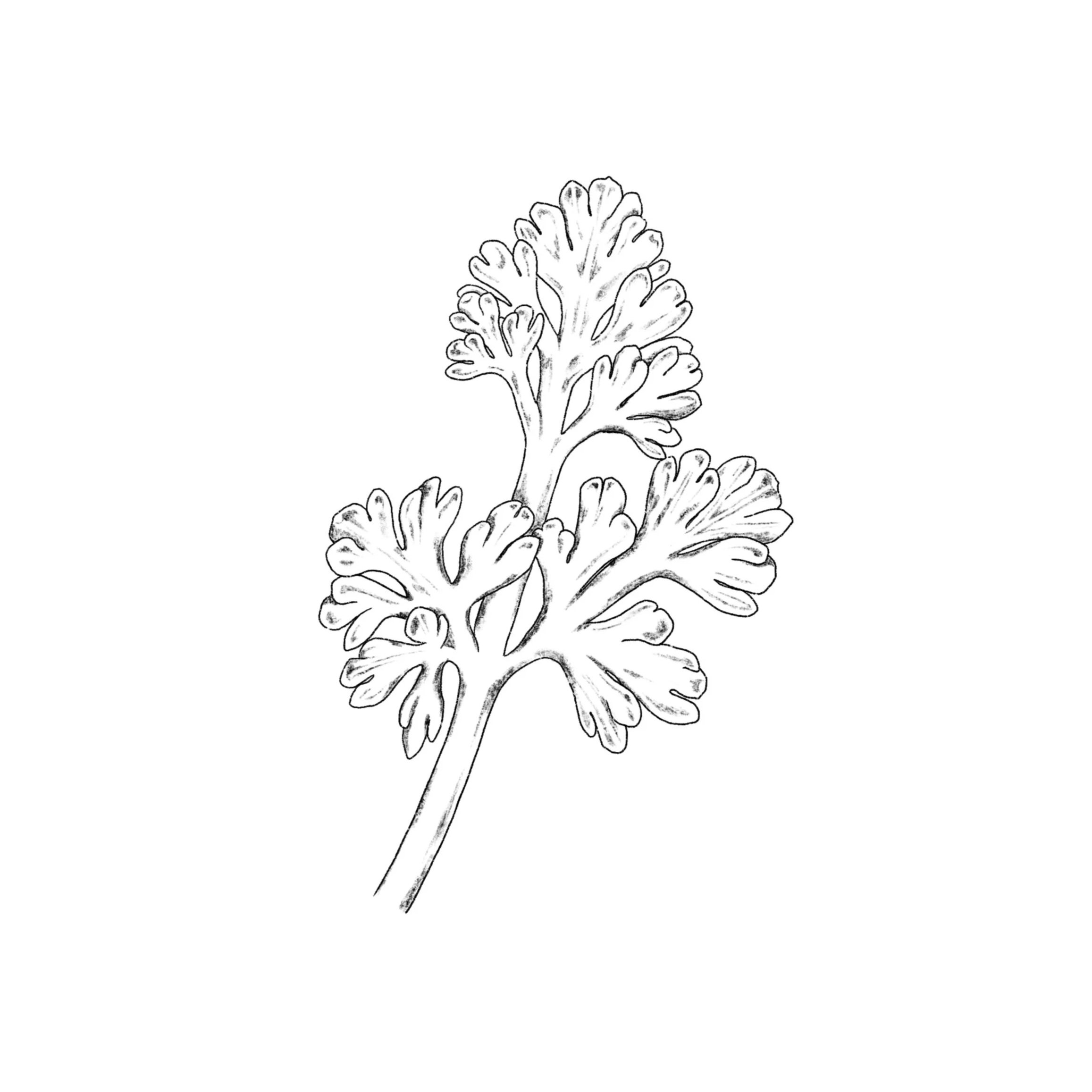 obscure leaves- 4 inches minimum