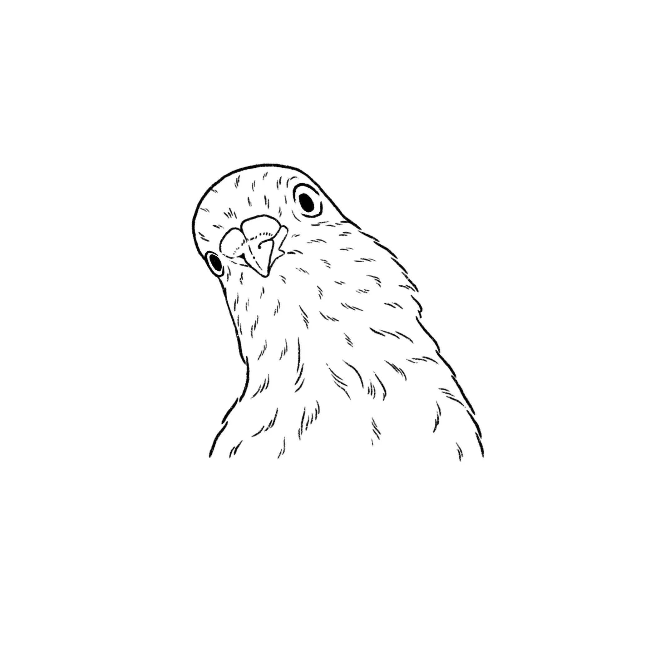 Pigeon Party 04 in black- 2 inches minimum