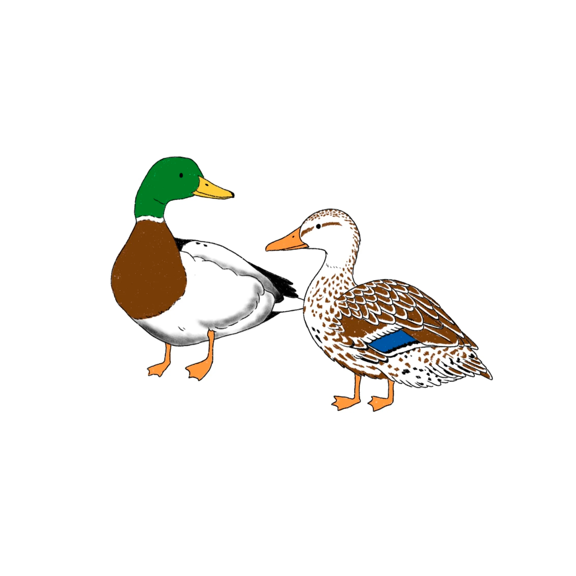 Mallard couple- 4 inches minimum