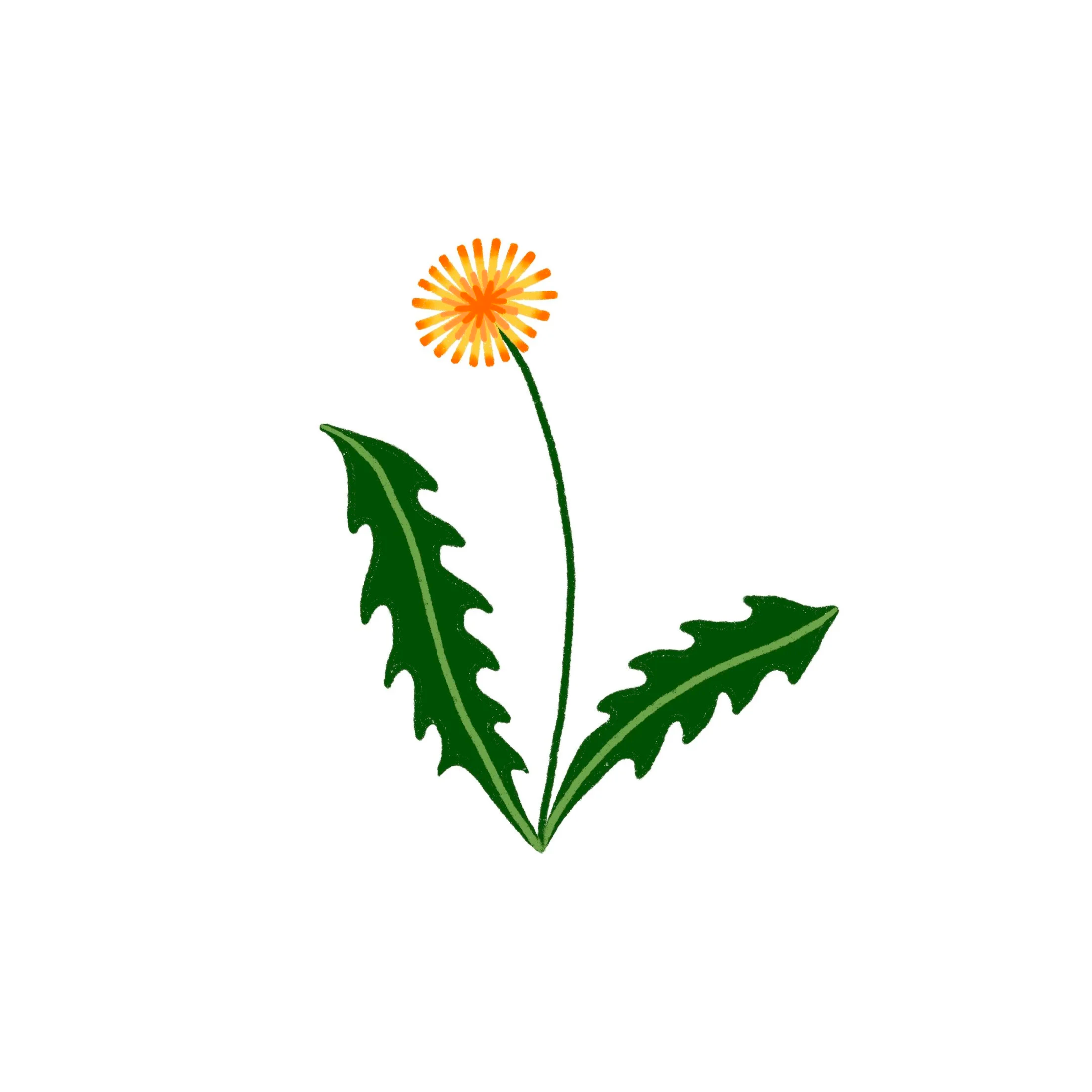 dandelion- 3.5 inches minimum
