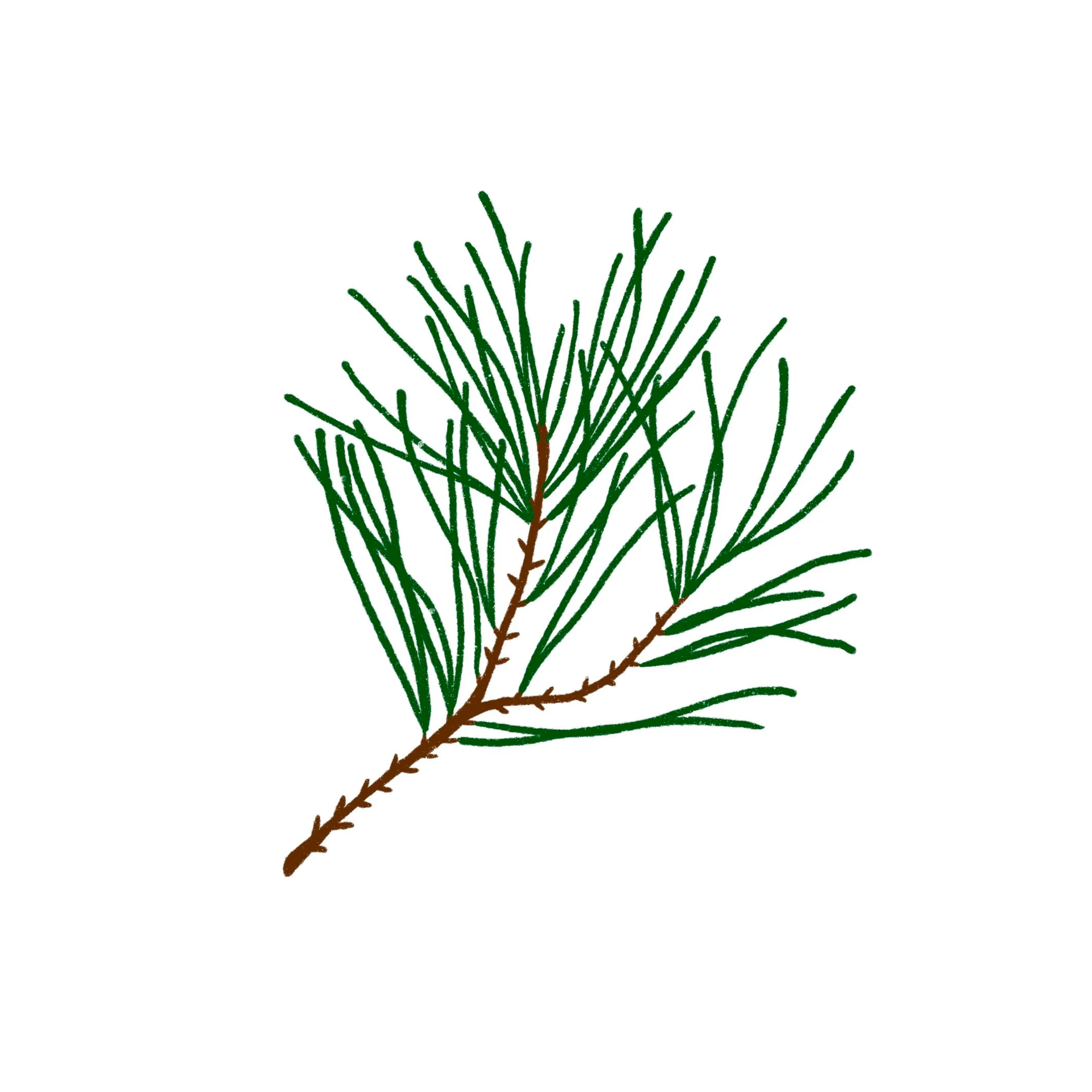 Pine Branch 01 in color- 4 inches or larger