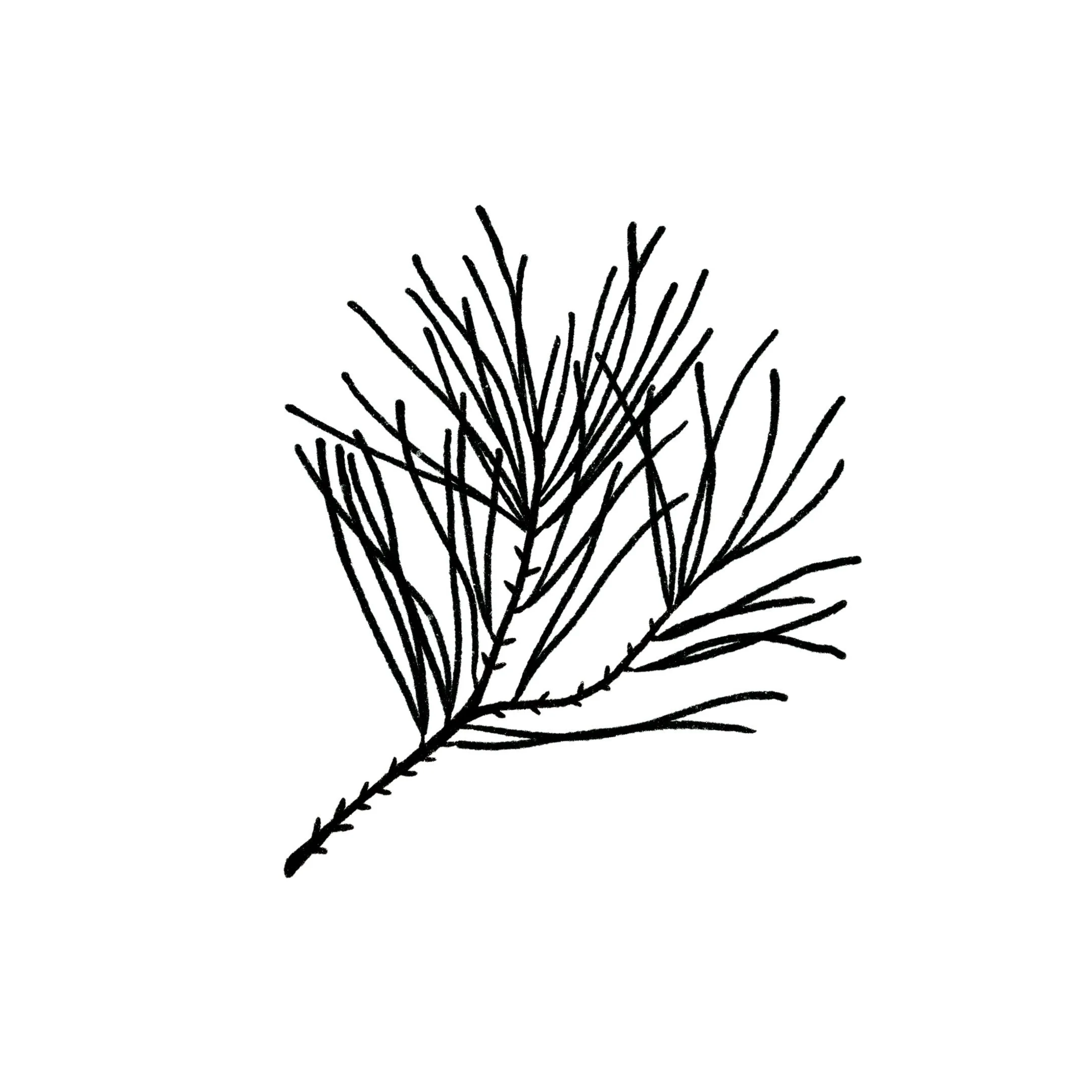 Pine Branch 01 in black- 4 inches or larger