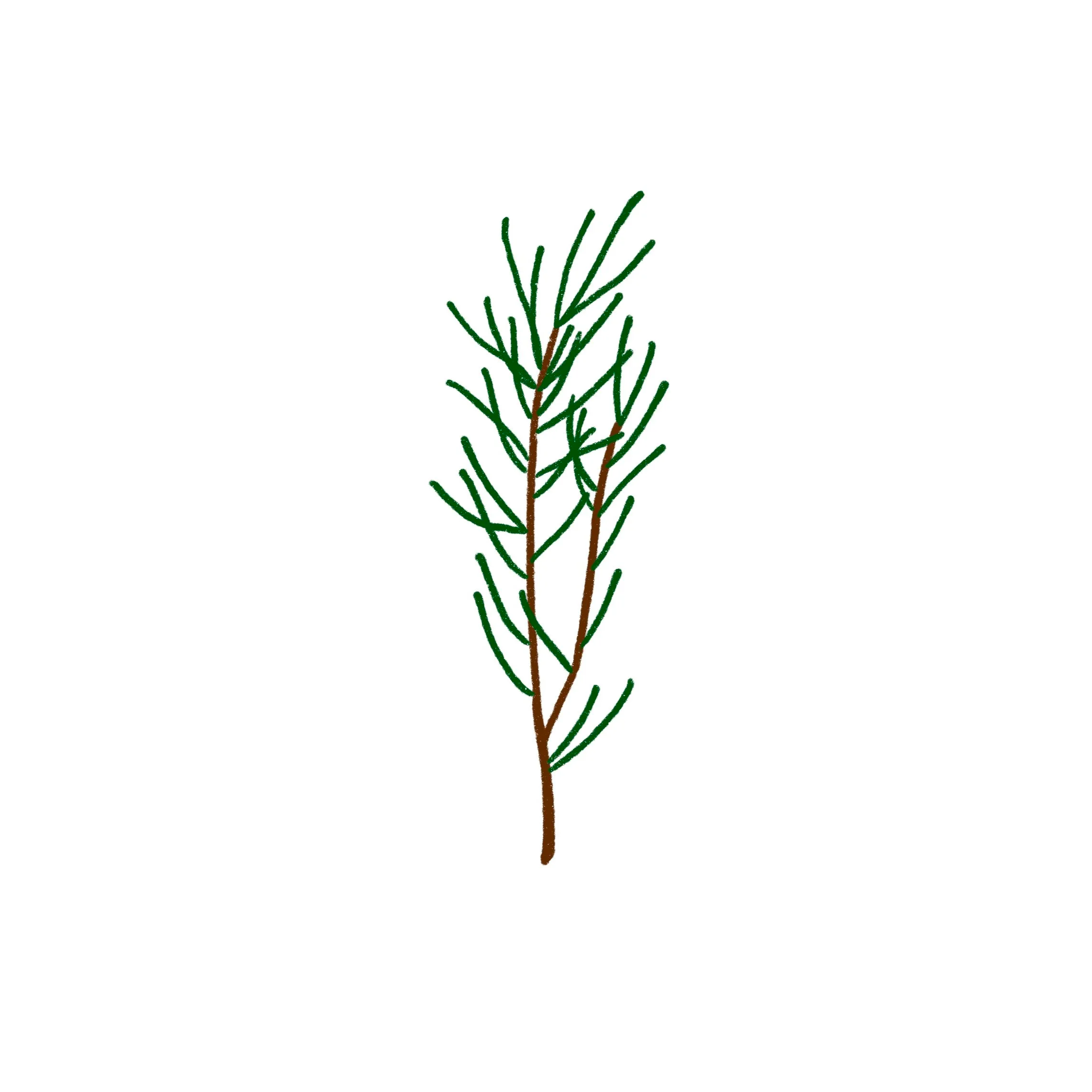 Pine Branch 02 in color- 3 inches or larger