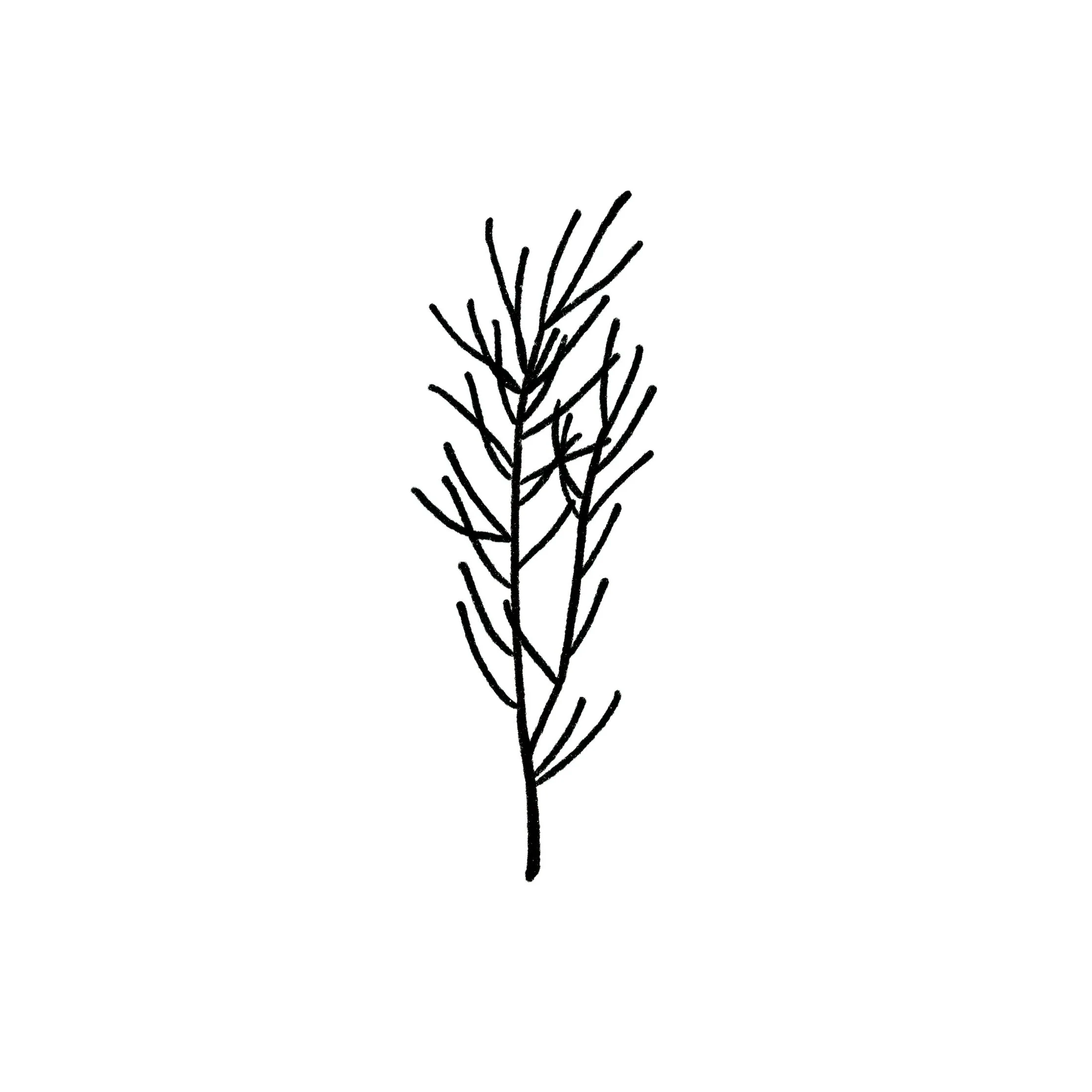 Pine Branch 02 in black- 3 inches or larger