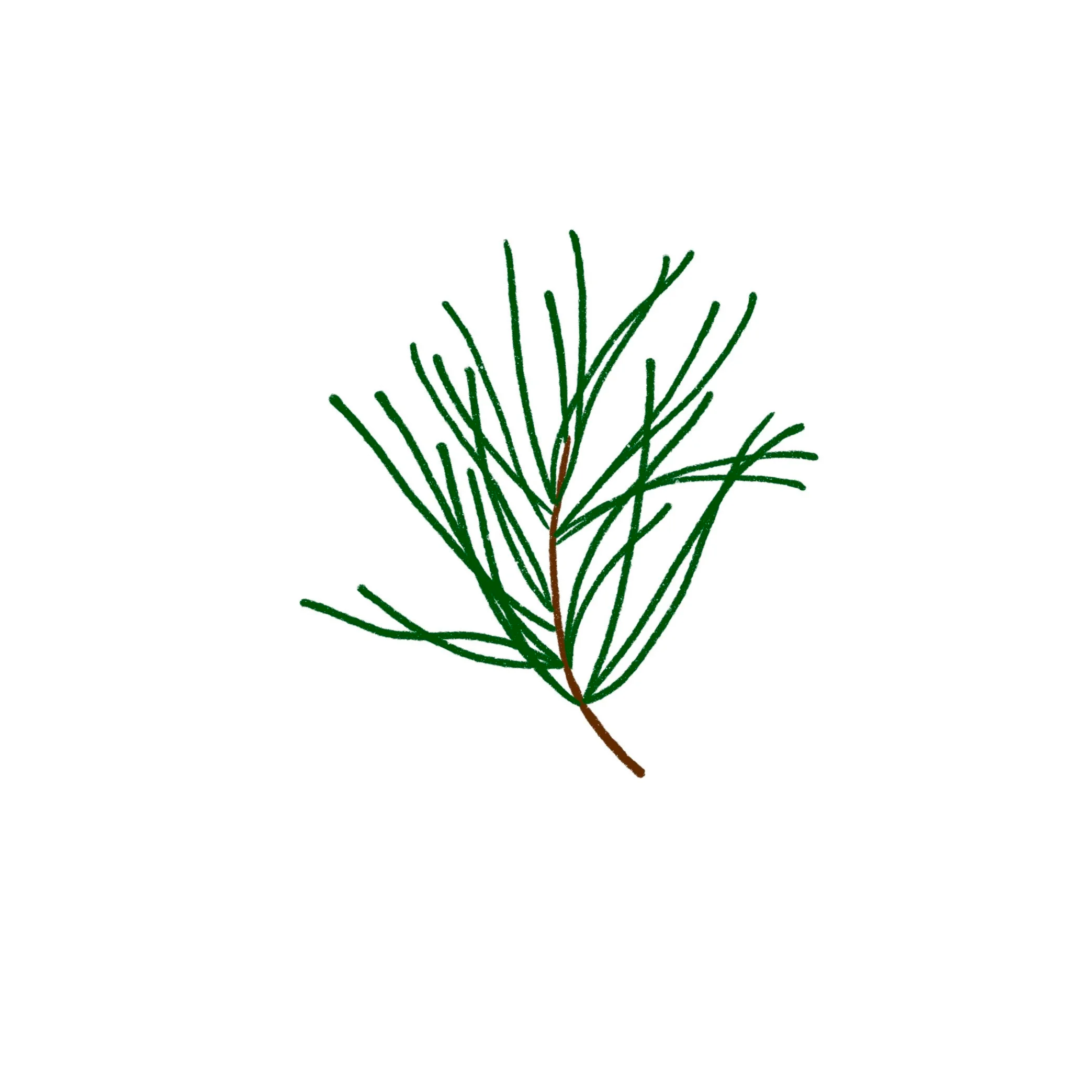 Pine Branch 03 in color- 3 inches or larger