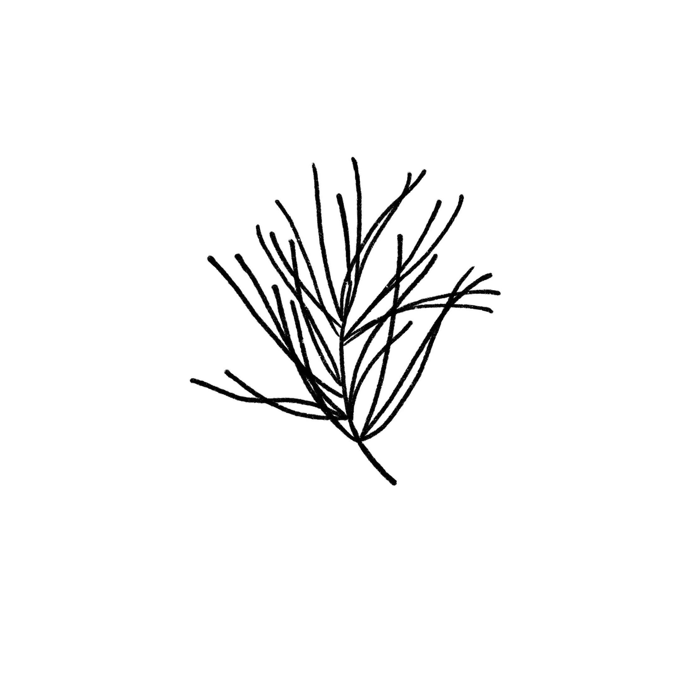 Pine Branch 03 in black- 3 inches or larger
