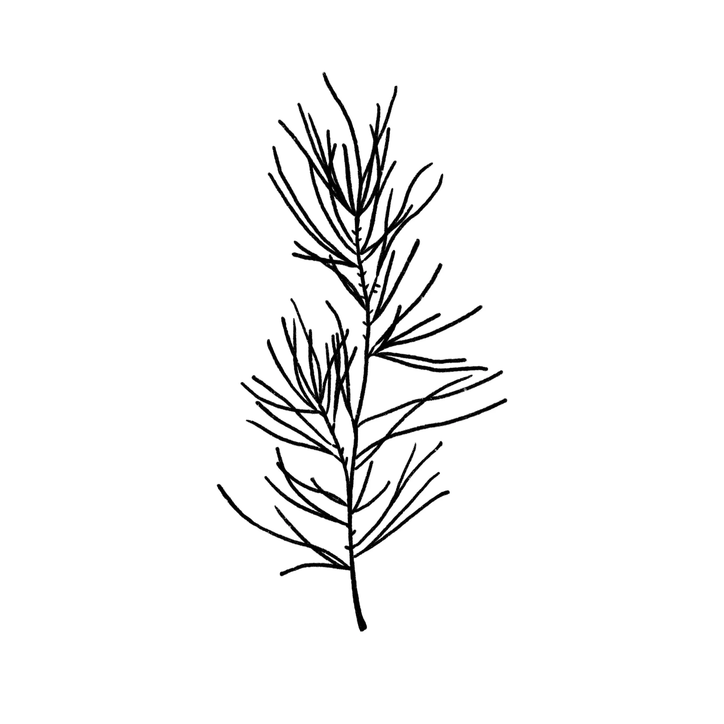 Pine Branch 04 in black- 4 inches or larger
