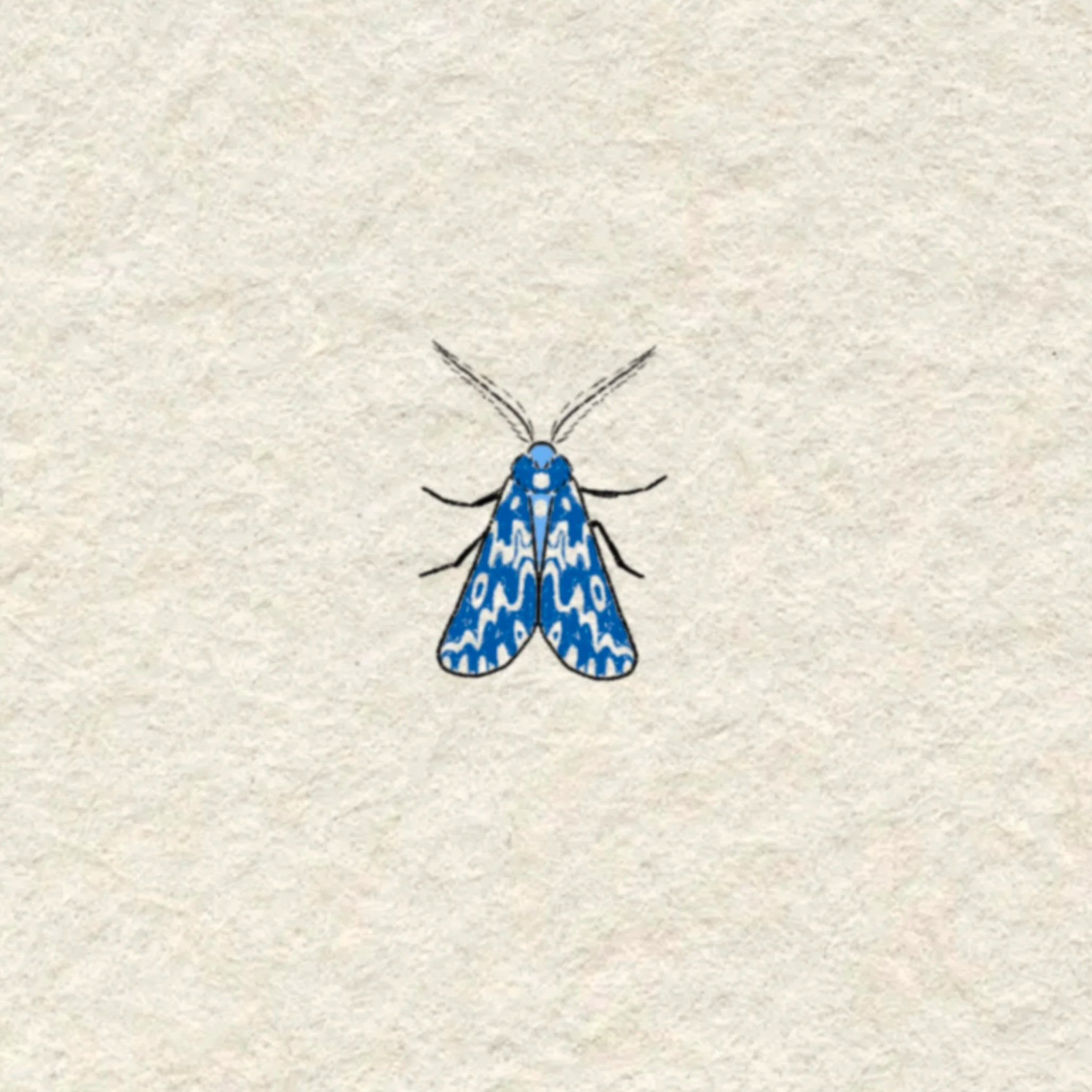 blue moth- 2.5 inches minimum or larger!