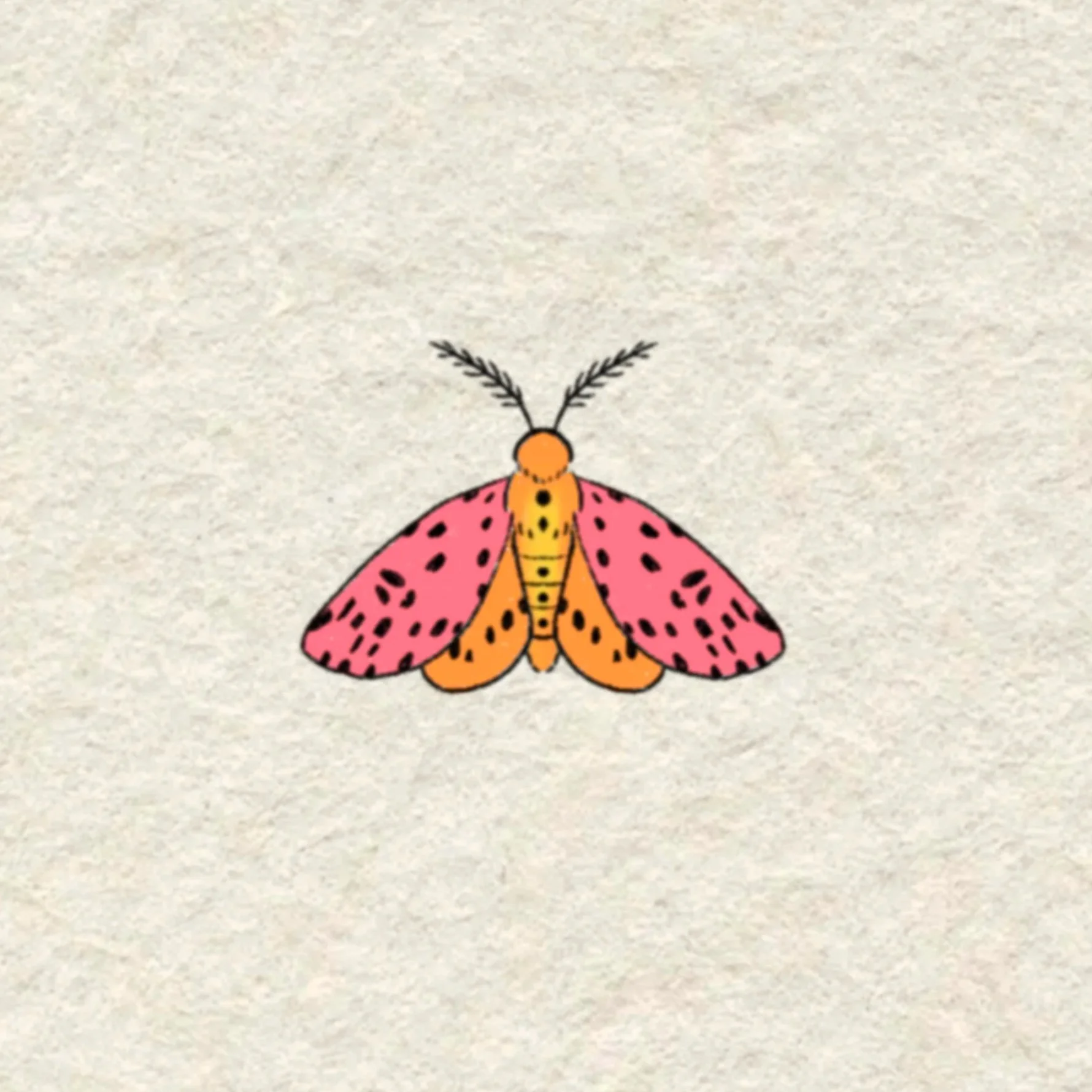 pink moth- 2.5 inches minimum or larger!