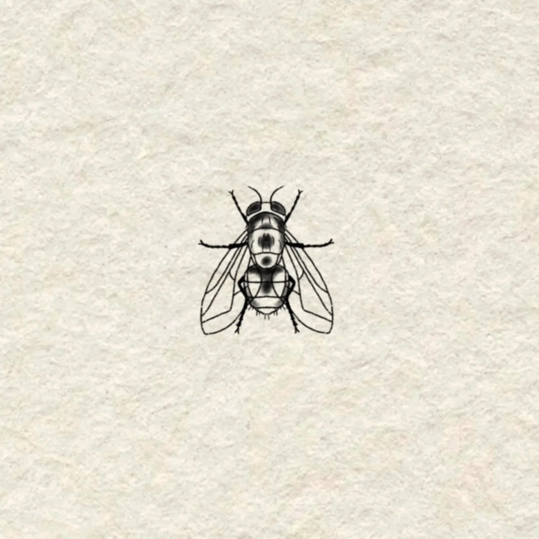 fly in black- 2 inches minimum or larger!