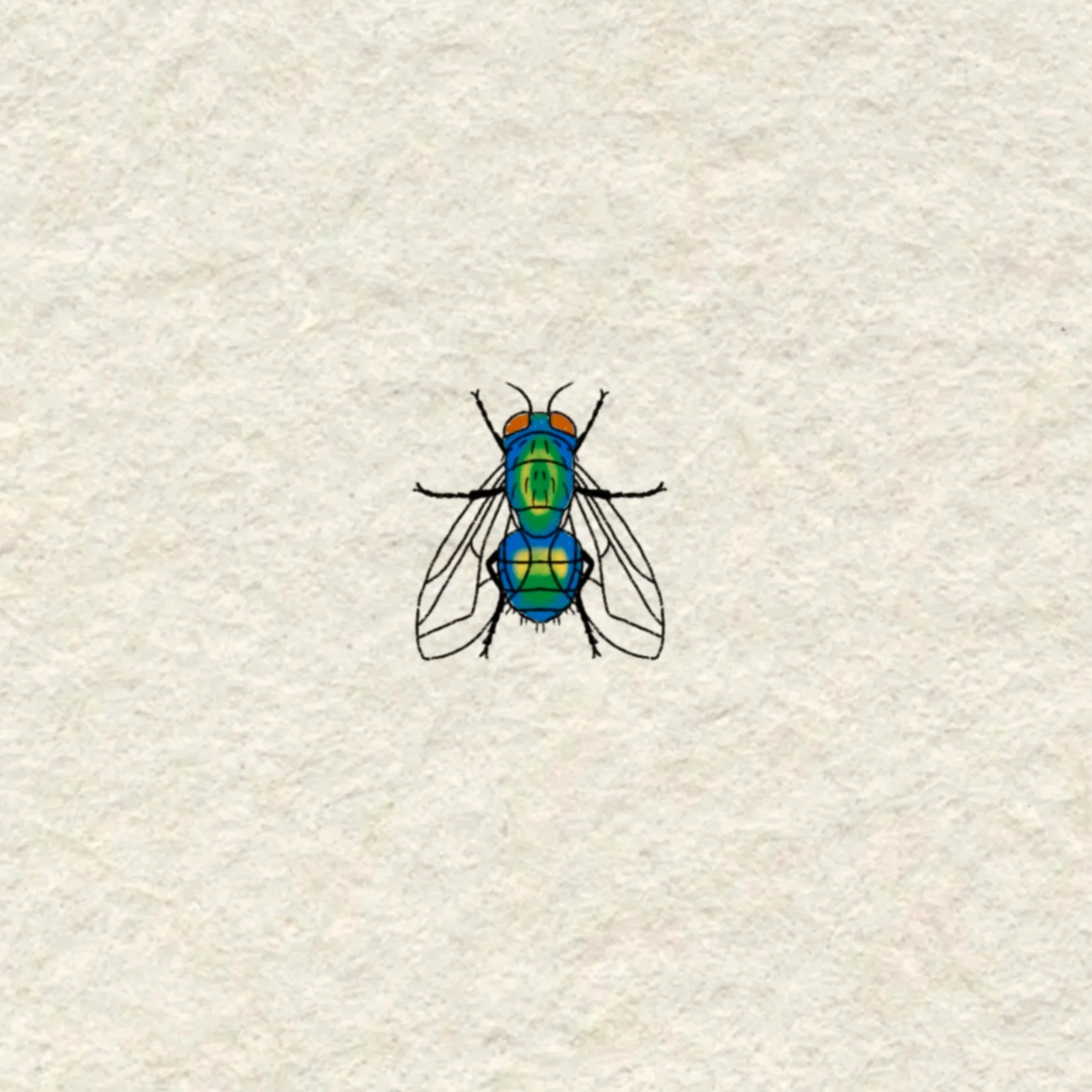 fly in color- 2 inches minimum or larger!