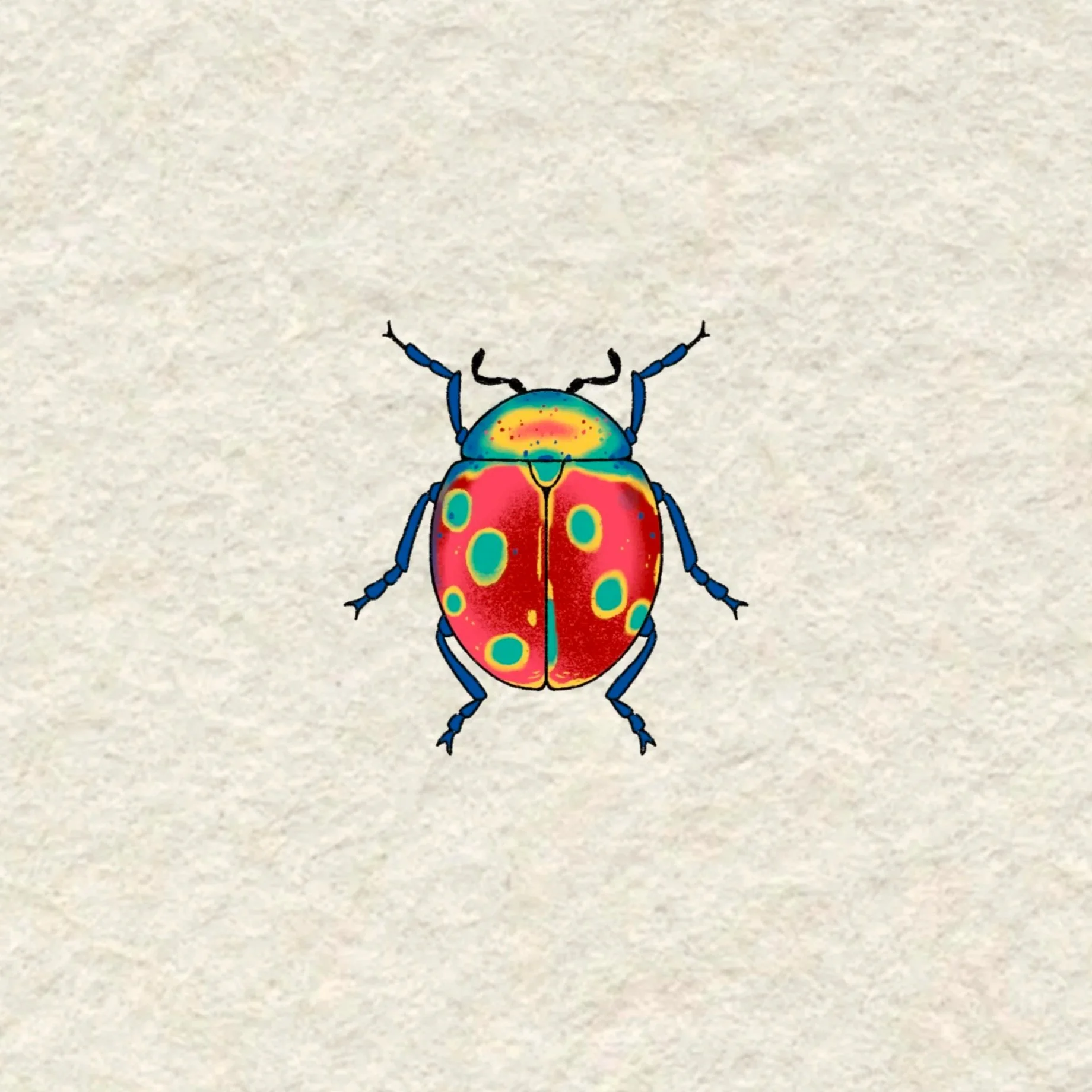 spotted beetle- 3 inches minimum or larger!