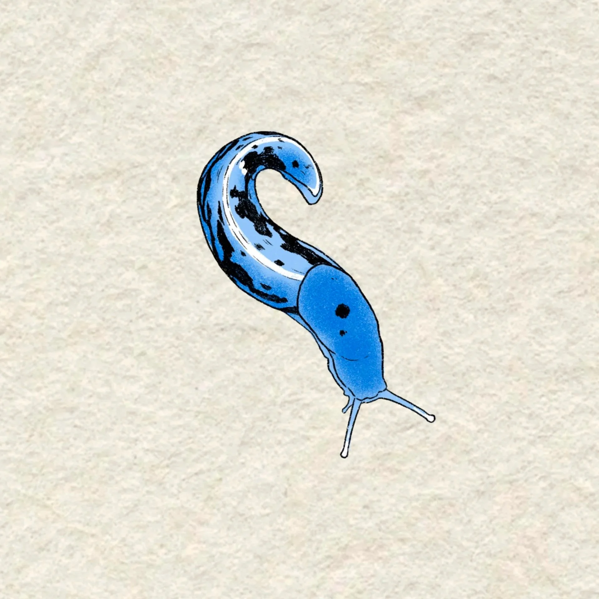 blue slug- 3.5 inches minimum or larger!