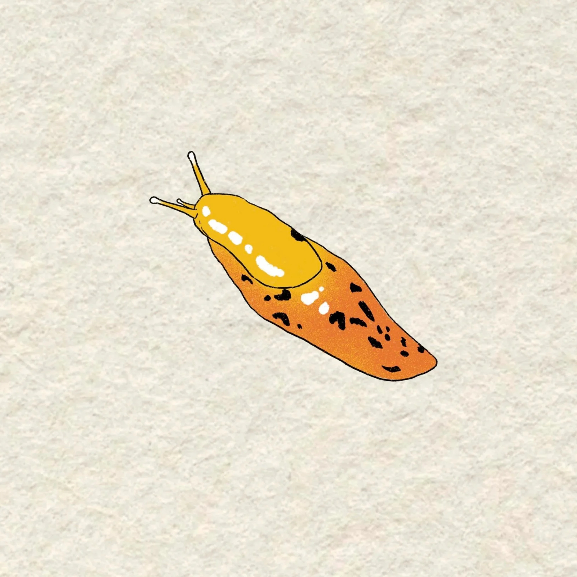 yellow and orange slug- 3.5 inches minimum or larger!