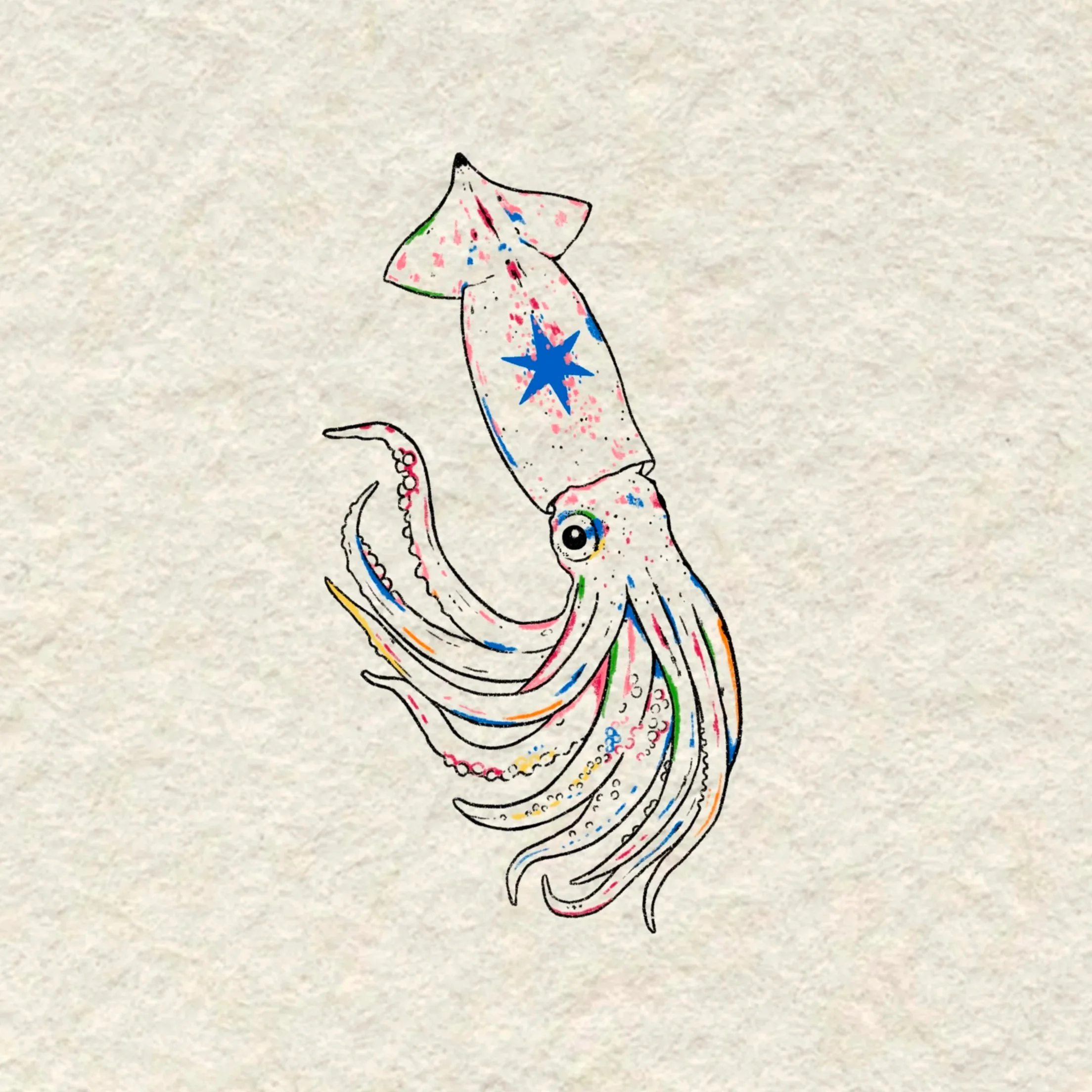 starry squid- 5 inches minimum or larger