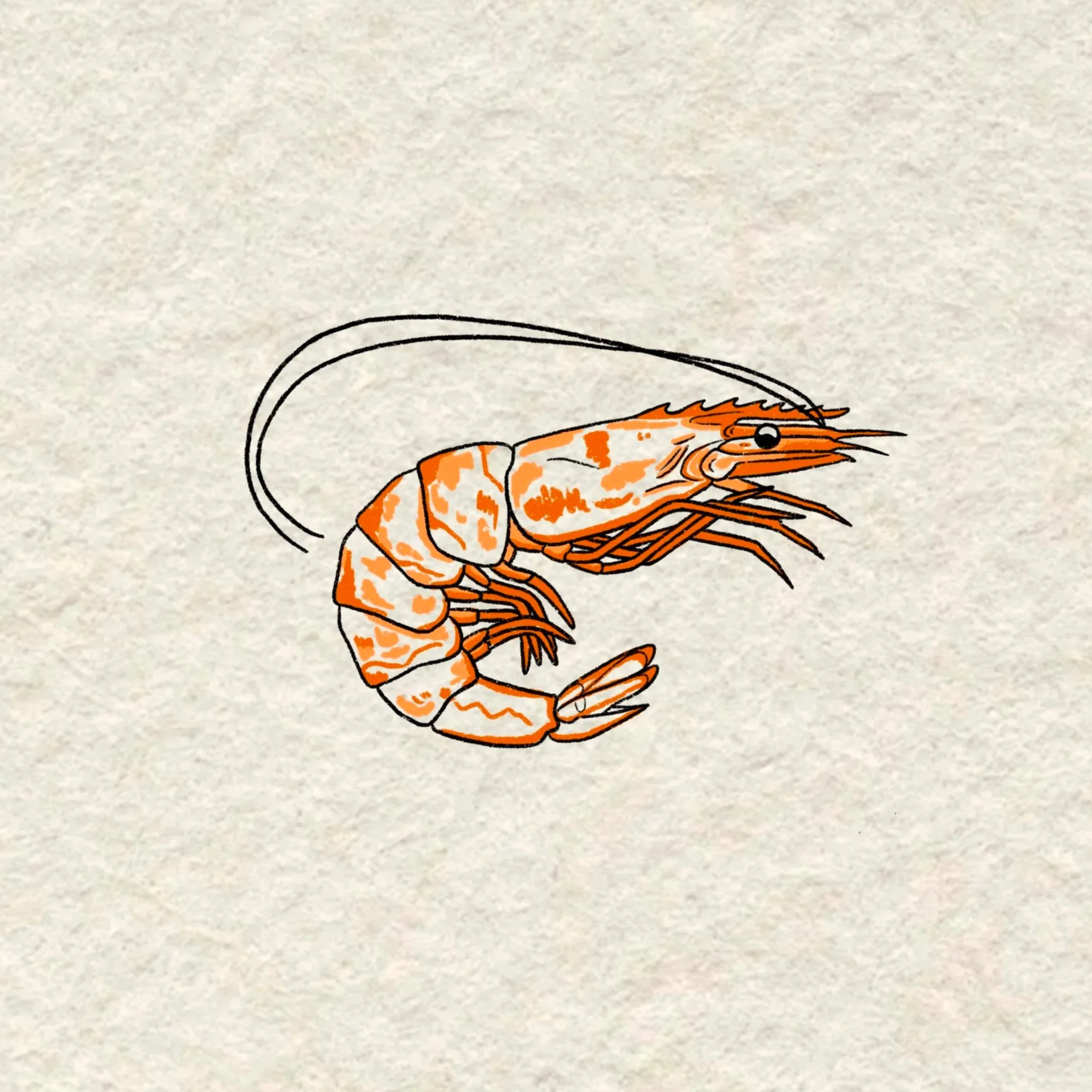 orange shrimp- 3 inches minimum or larger