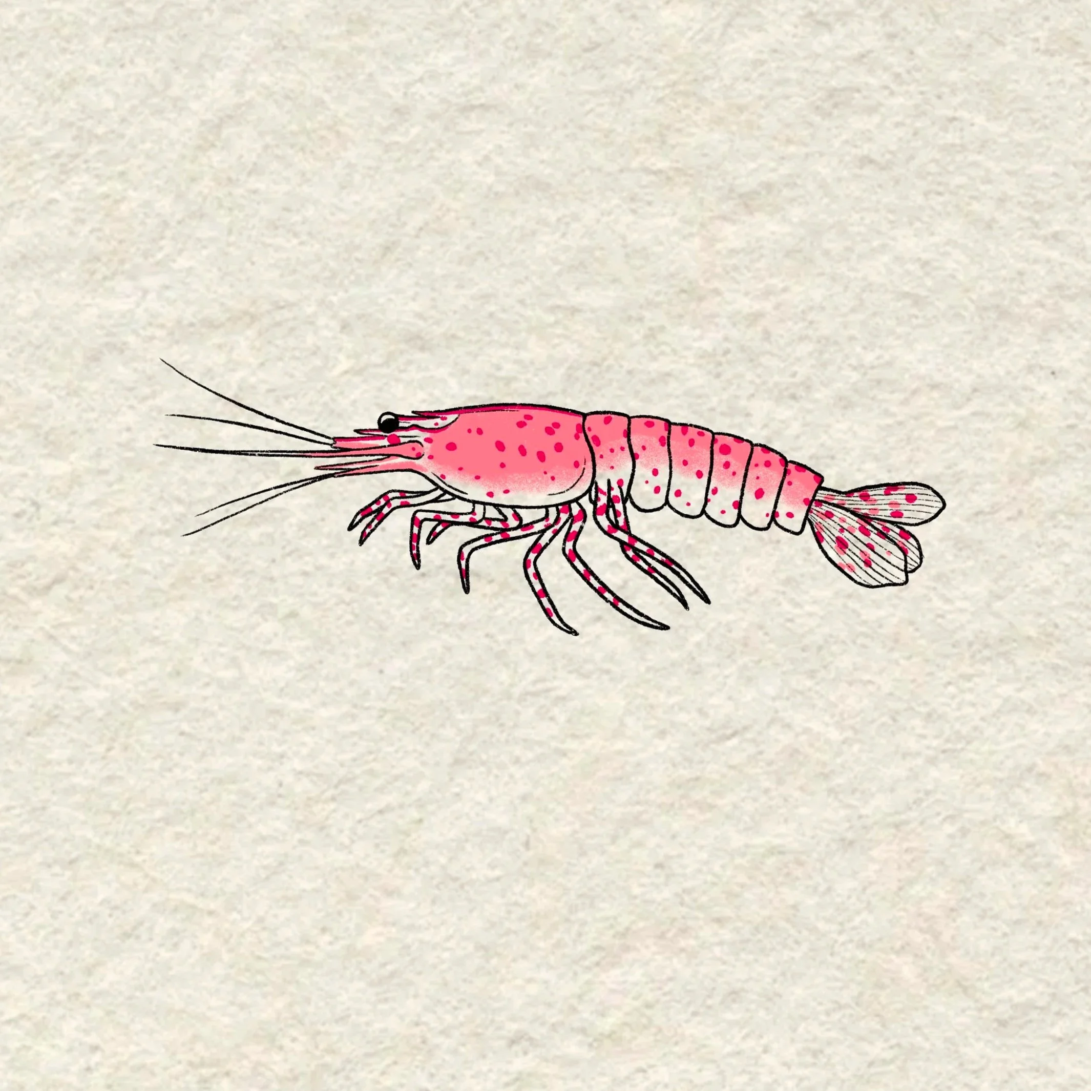 pink shrimp- 4.5 inches minimum or larger