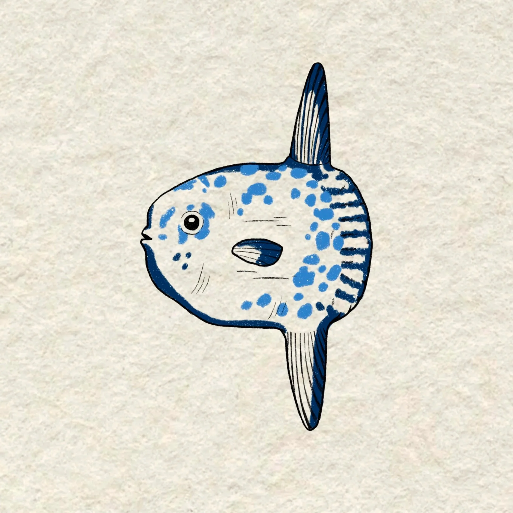 sun fish- 4 inches minimum or larger
