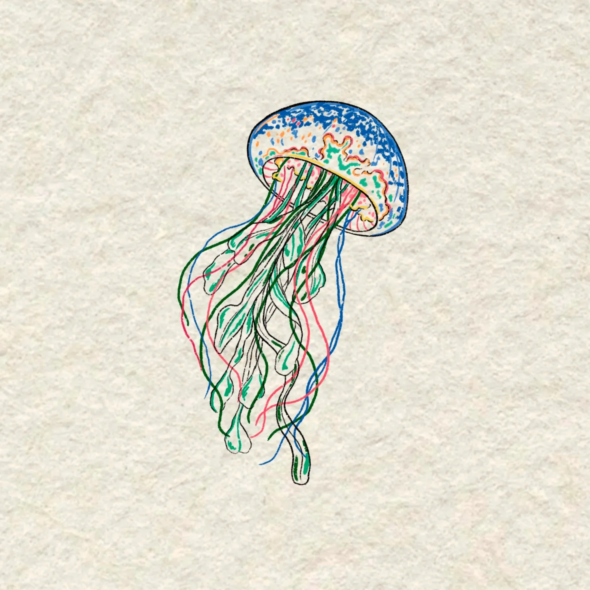 rainbow jellyfish- 4.5 inches minimum or larger