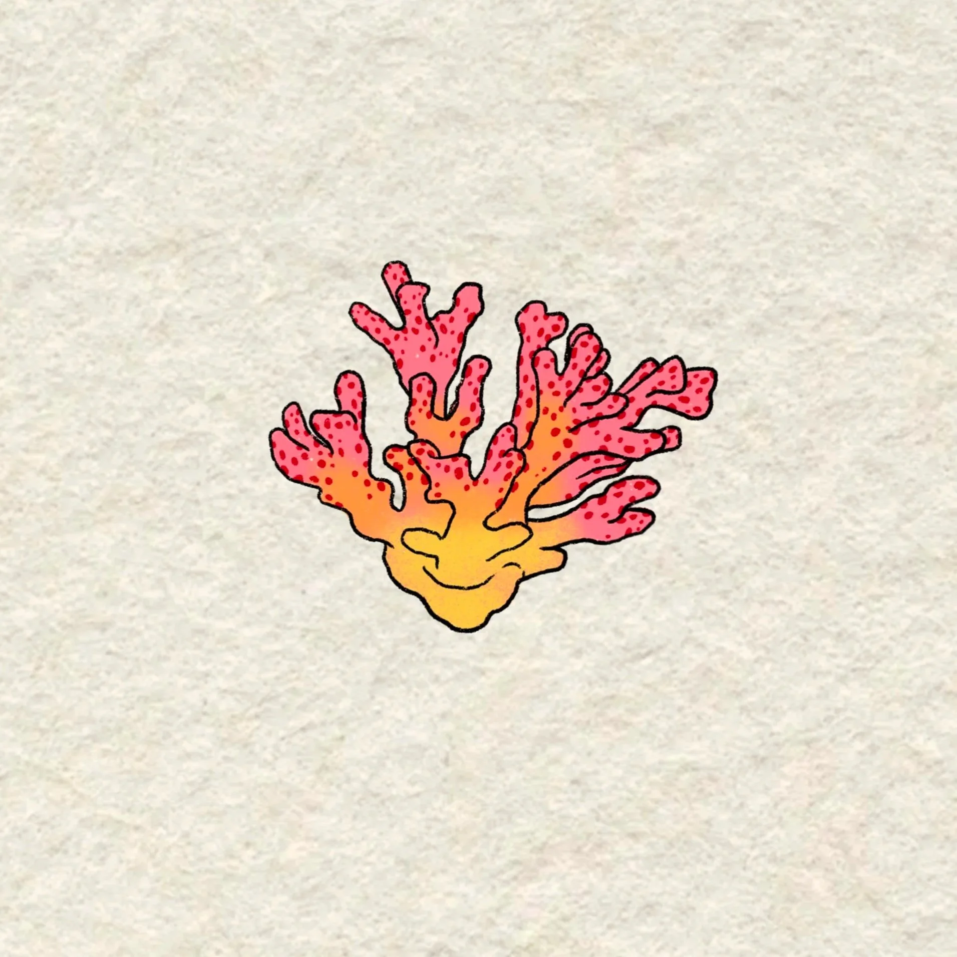 pink coral- 2.5 inches minimum or larger