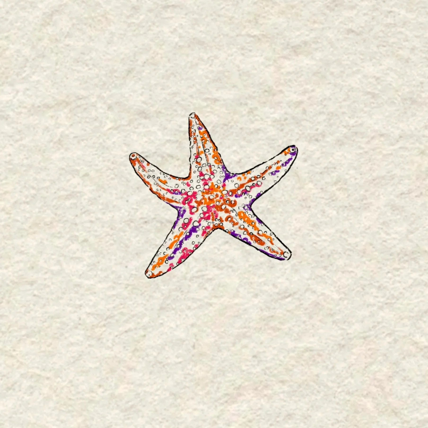 starfish- 3 inches minimum or larger