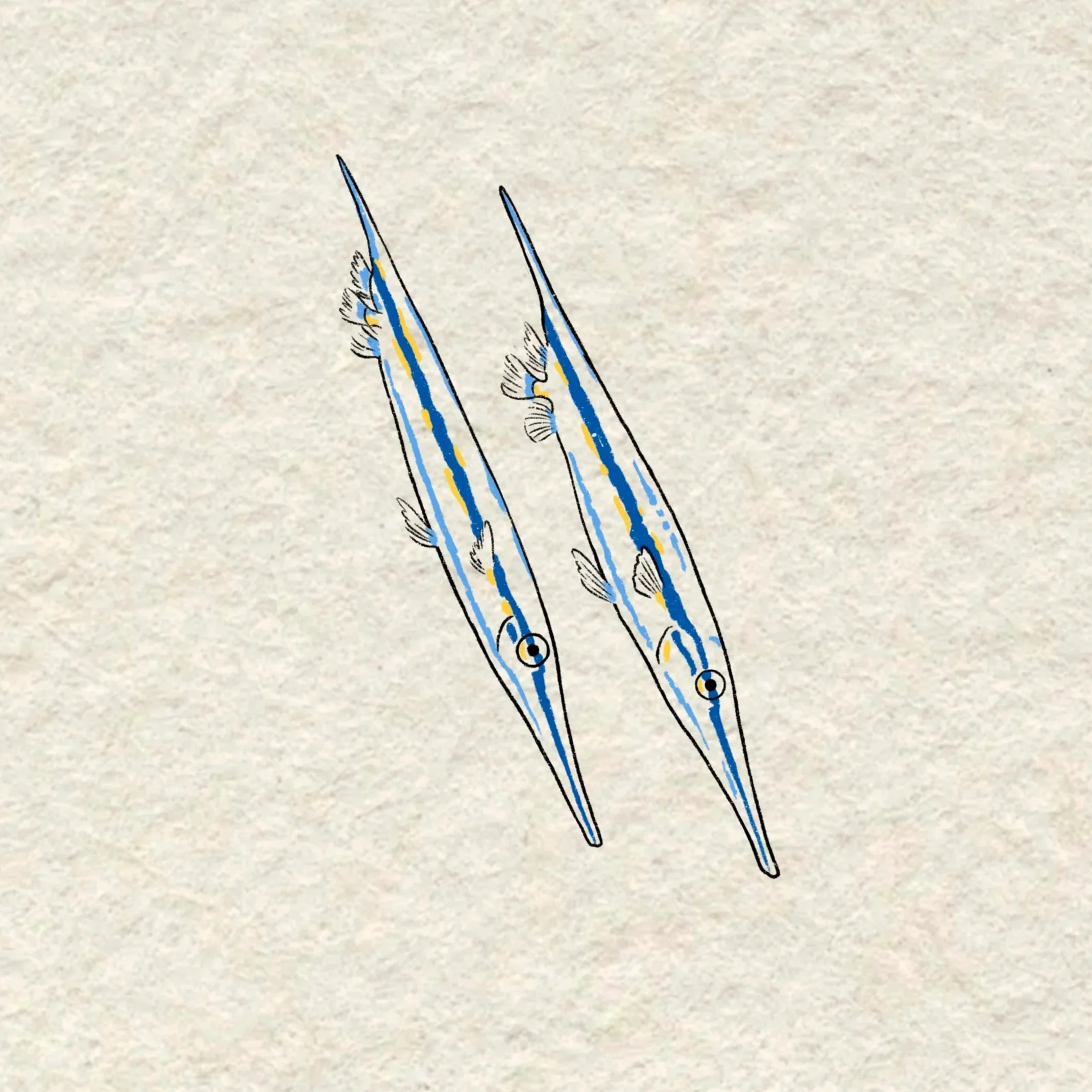 two razor fish- 4 inches minimum or larger