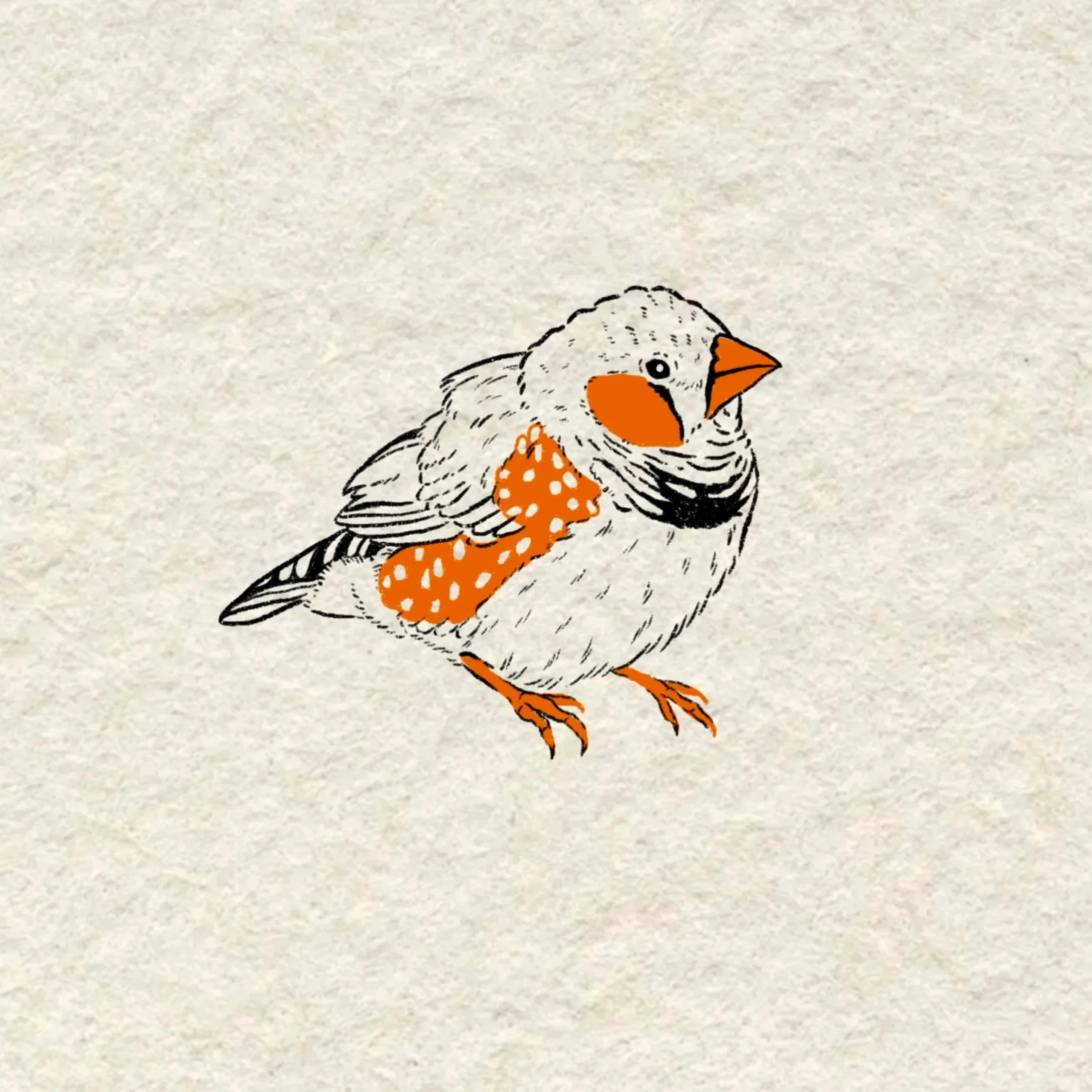 zebra finch- 3 inches or larger (would love to do all machine OR machine and handpoke combo!)