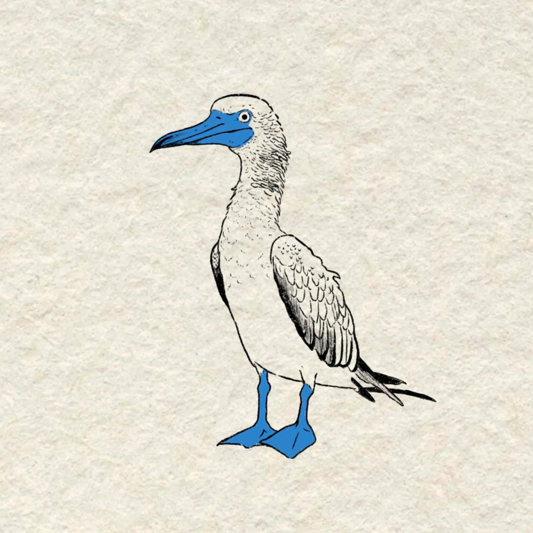 blue footed booby- 4 inches or larger