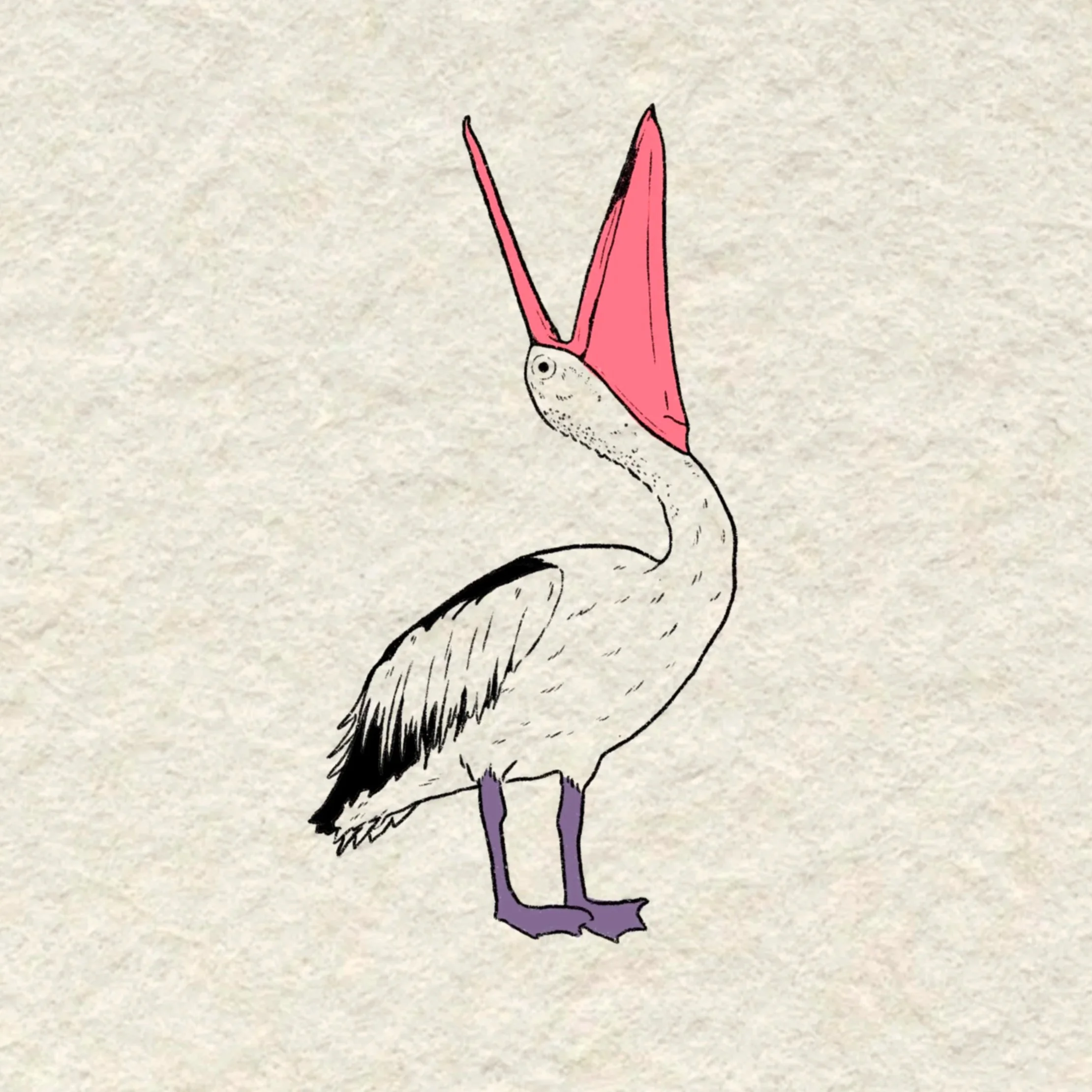 pelican- 4 inches or larger