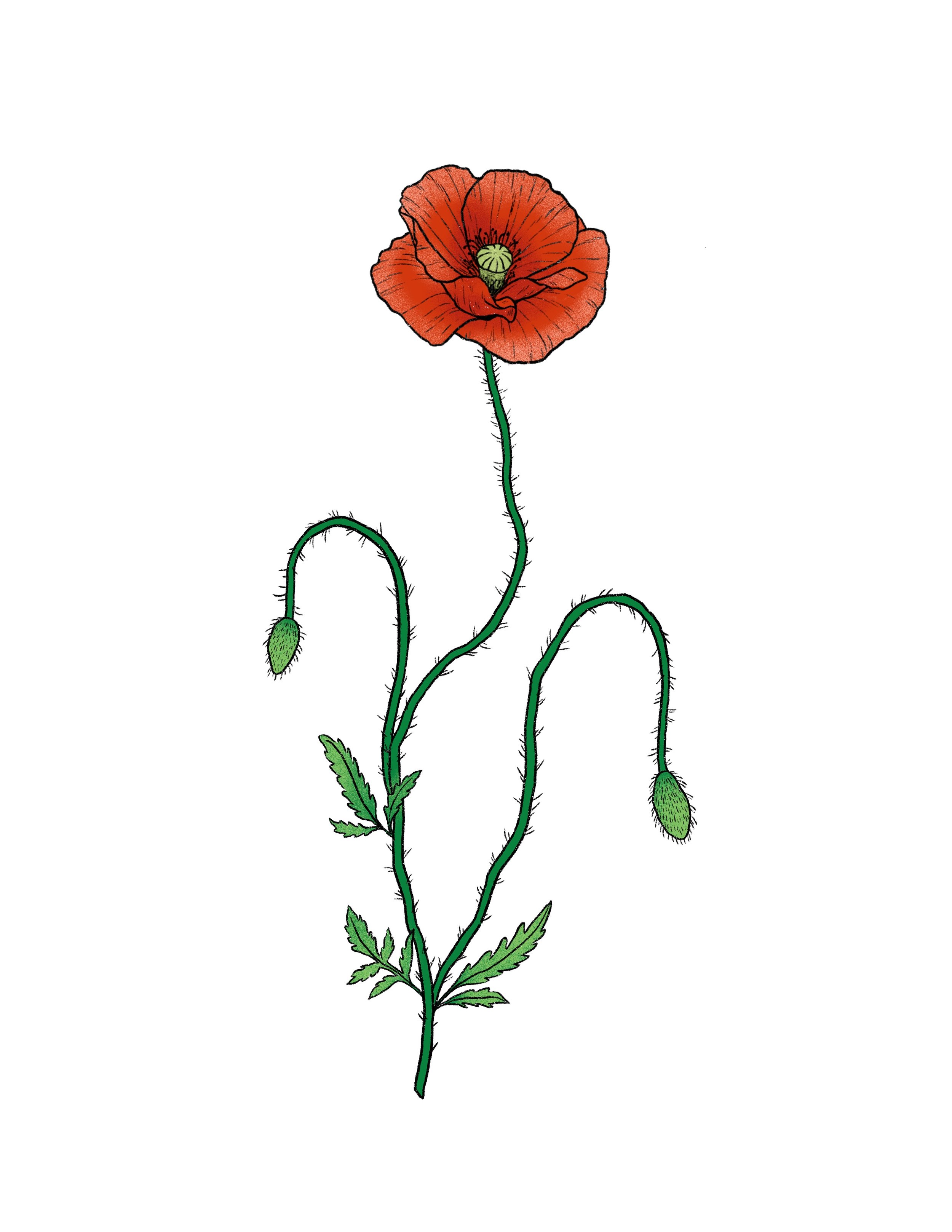 poppy in color- 6 inch minimum