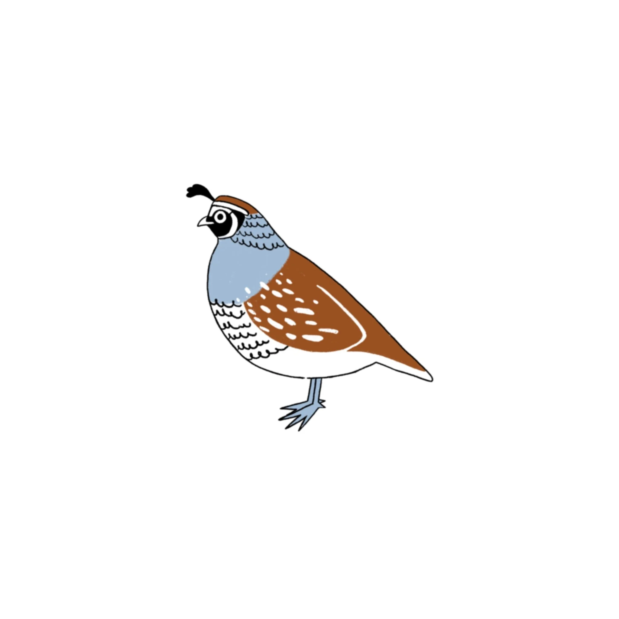 quail 02 (4 inch min)