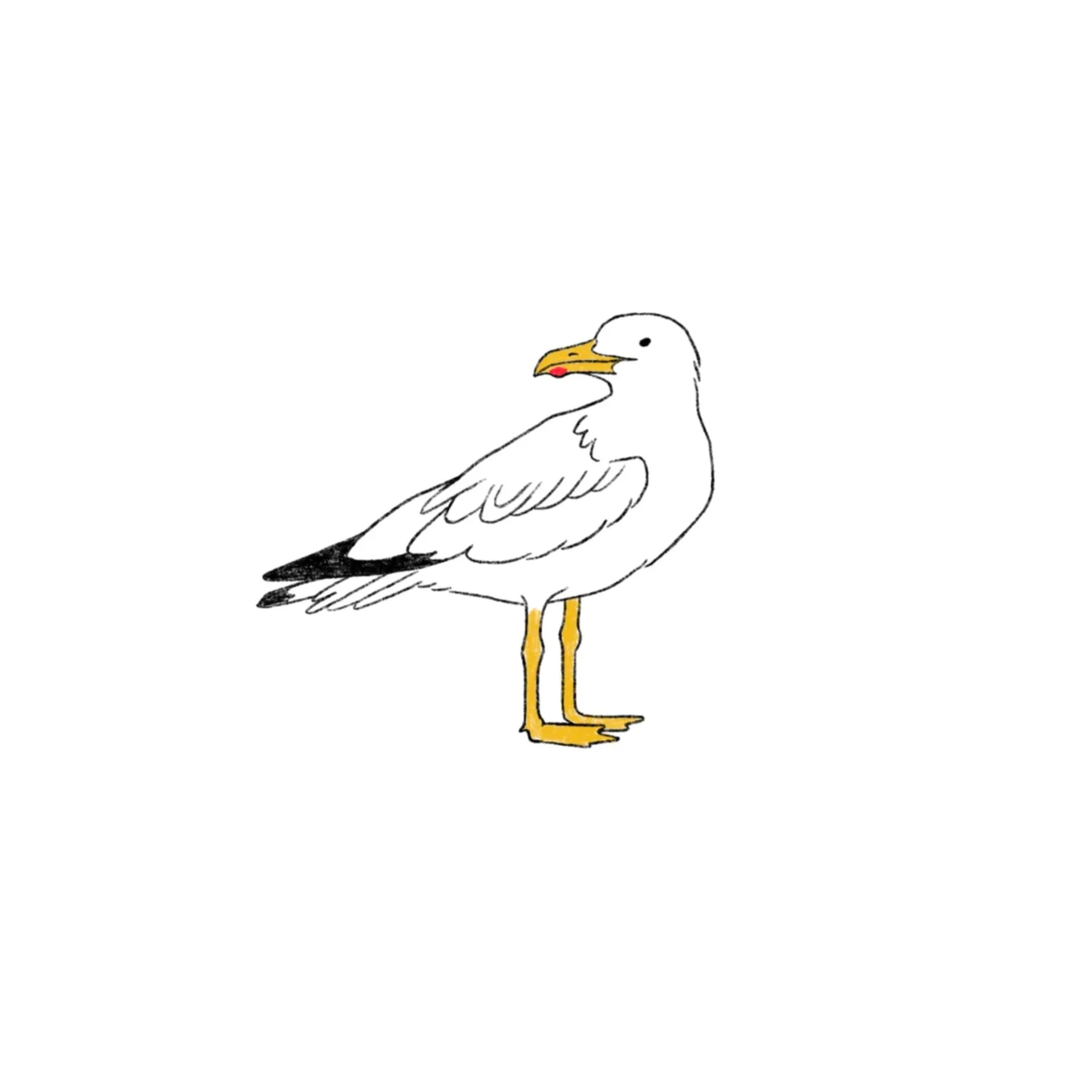 seagull- 3 inches wide or larger