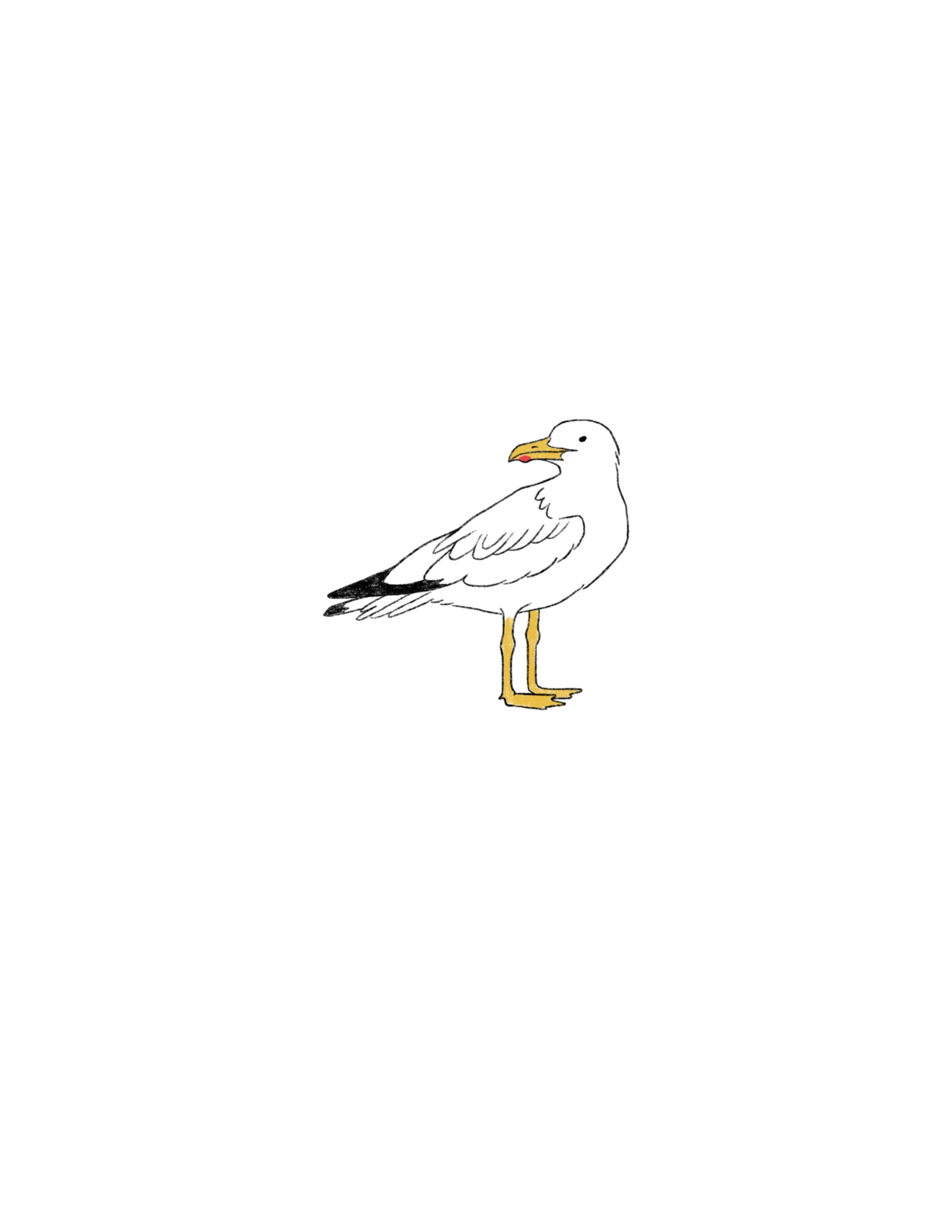 seagull- 3 inches wide or larger