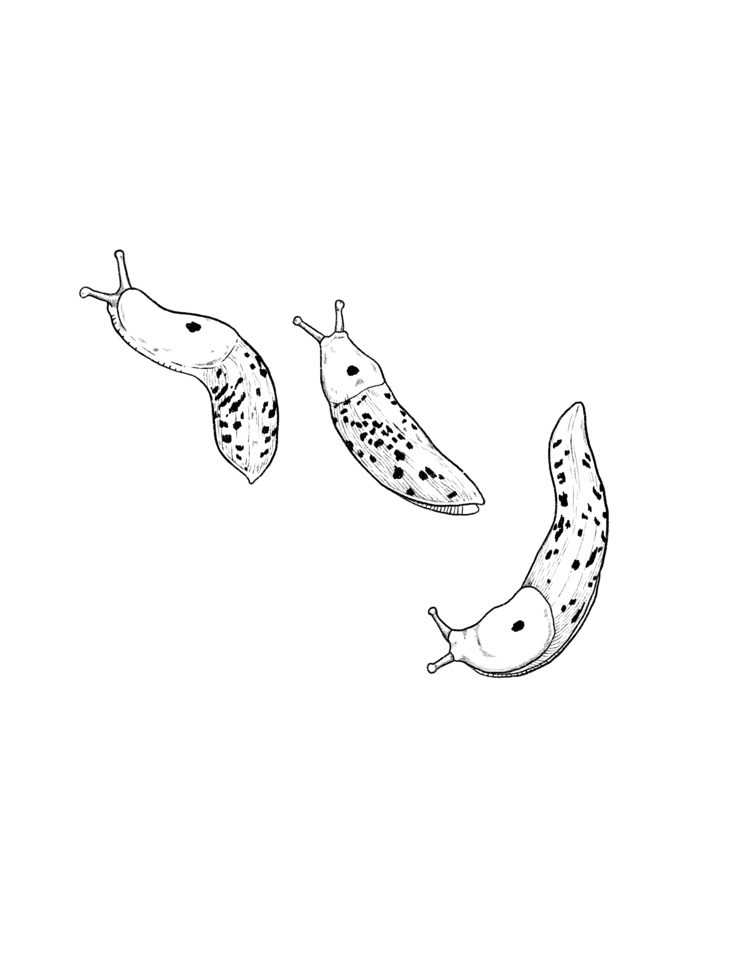 slugs in black- 2.5 inches long minimum each slug