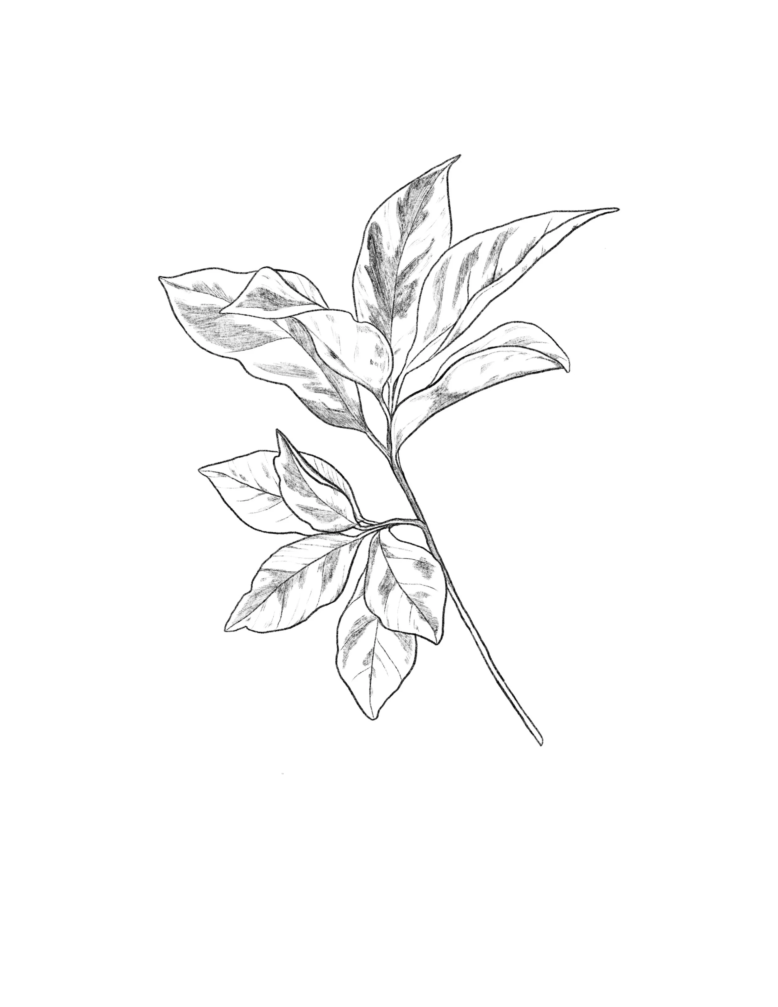 grayscale leaves- 6 inches or larger