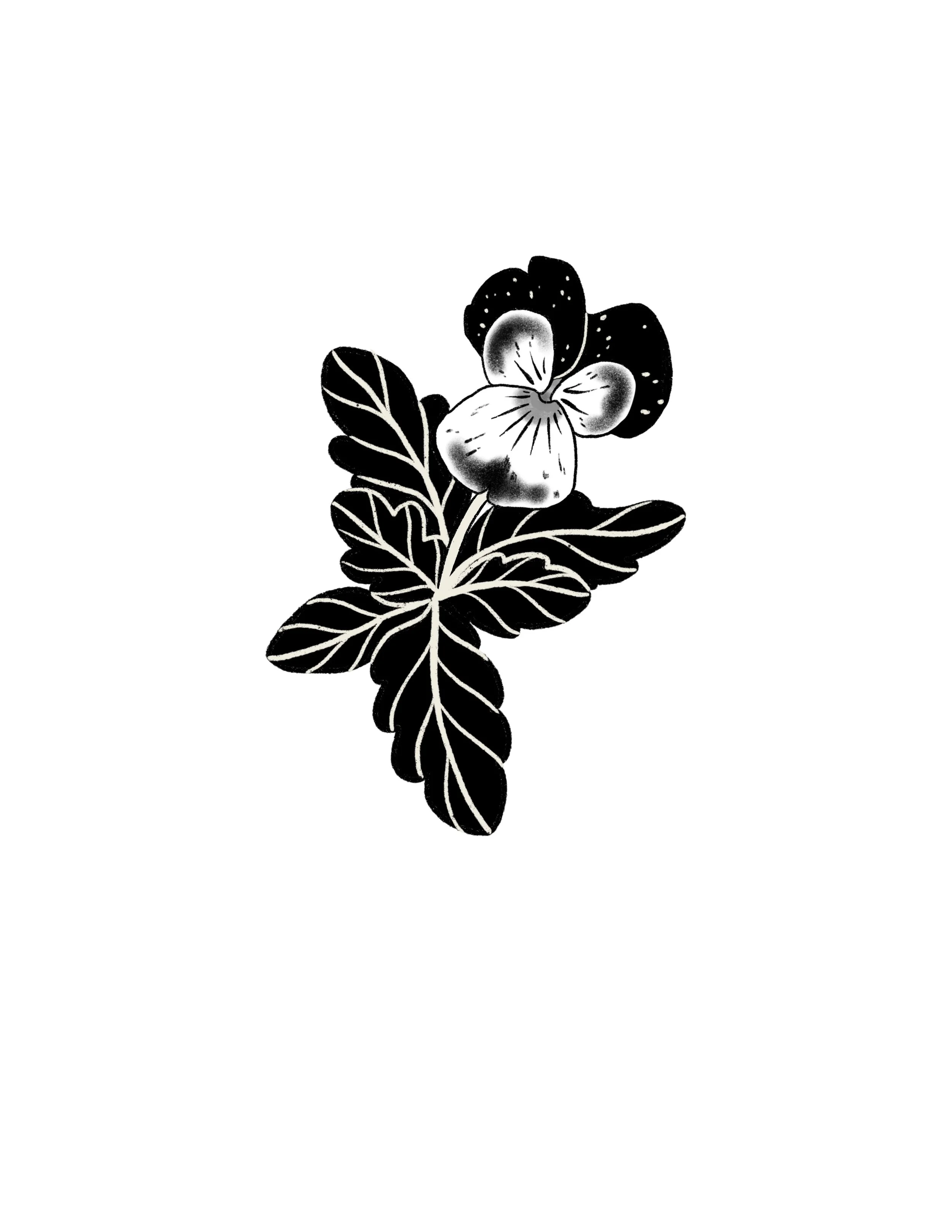 pansy in black- 5 inches or larger