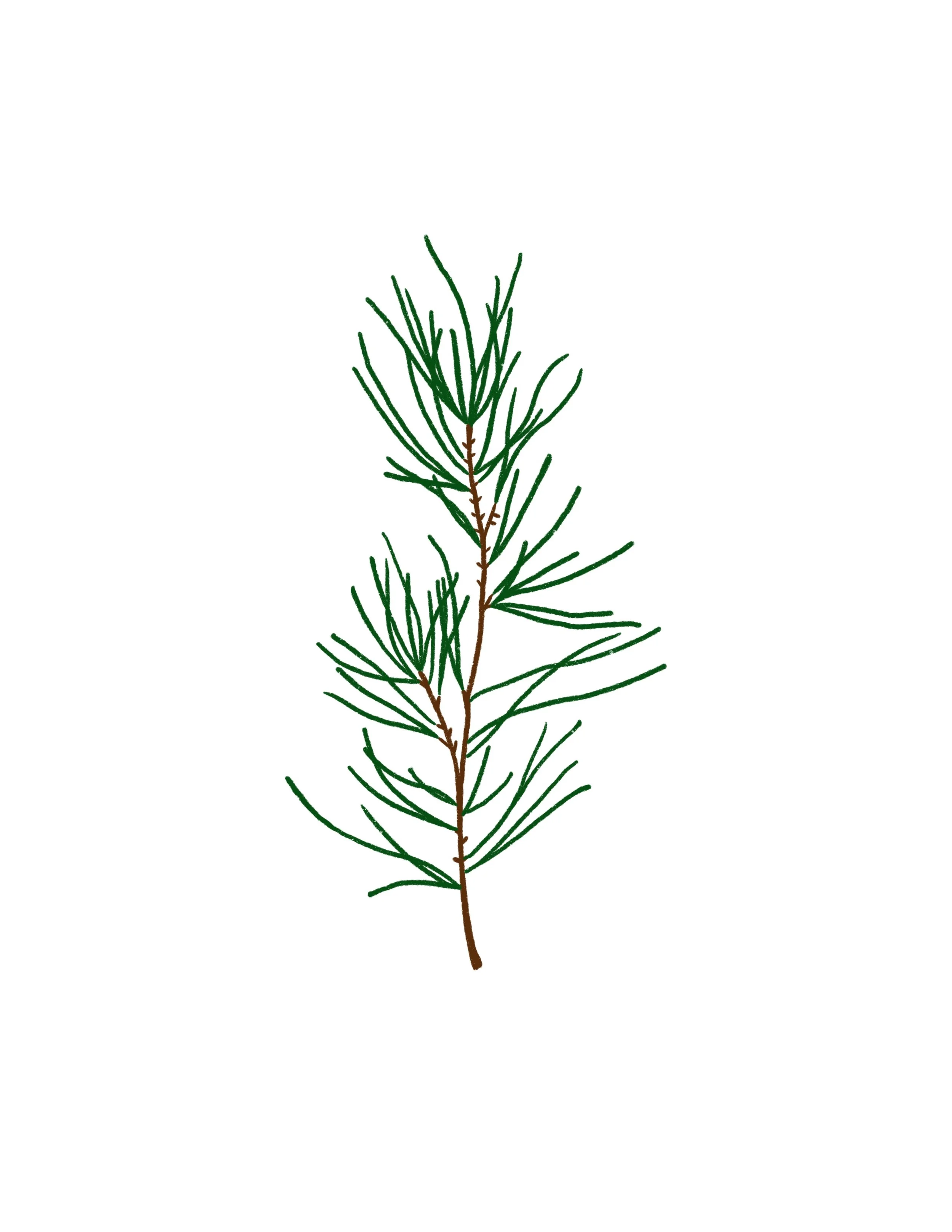 Pine Branch 04 in color- 4 inches or larger