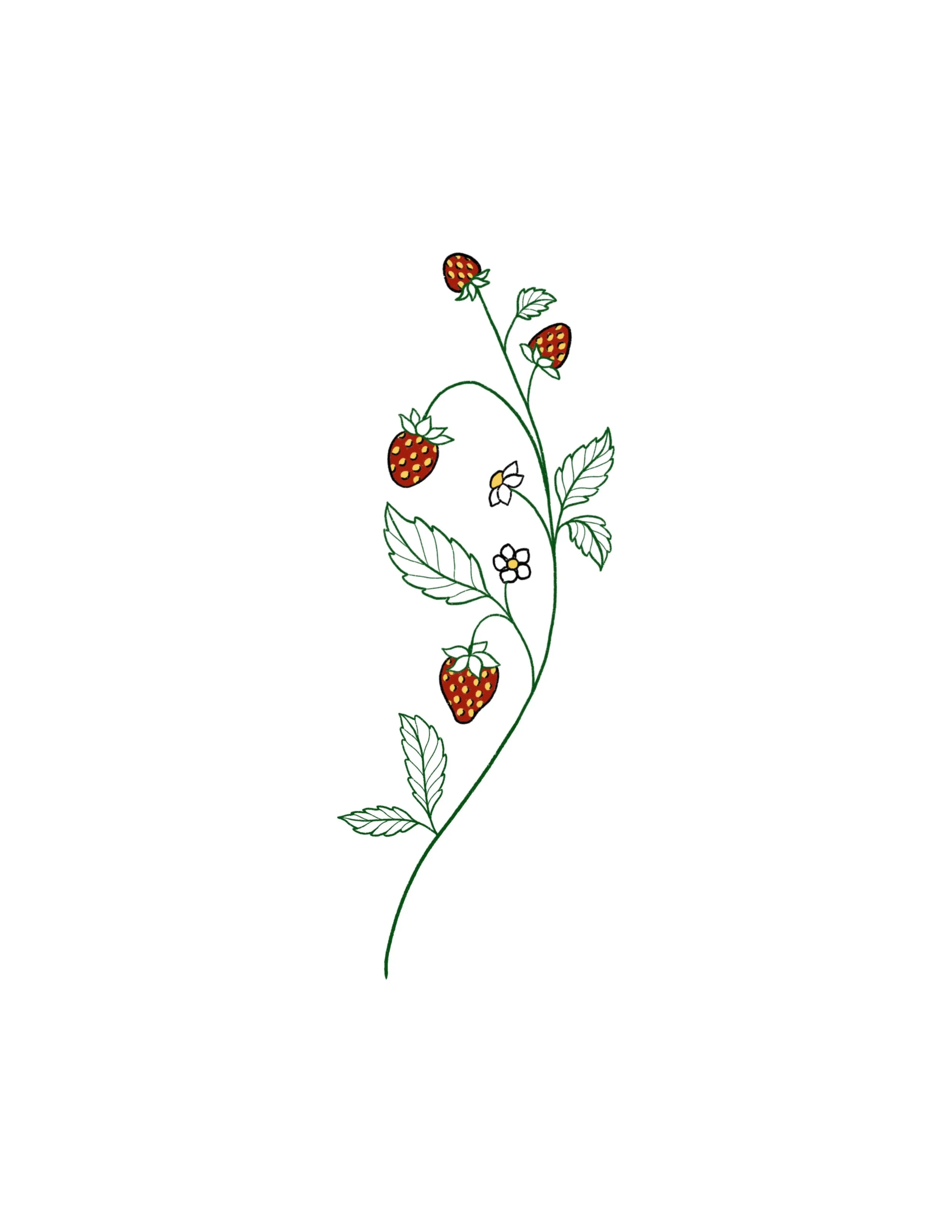 SOLD- Strawberry vine- 5 inch minimum