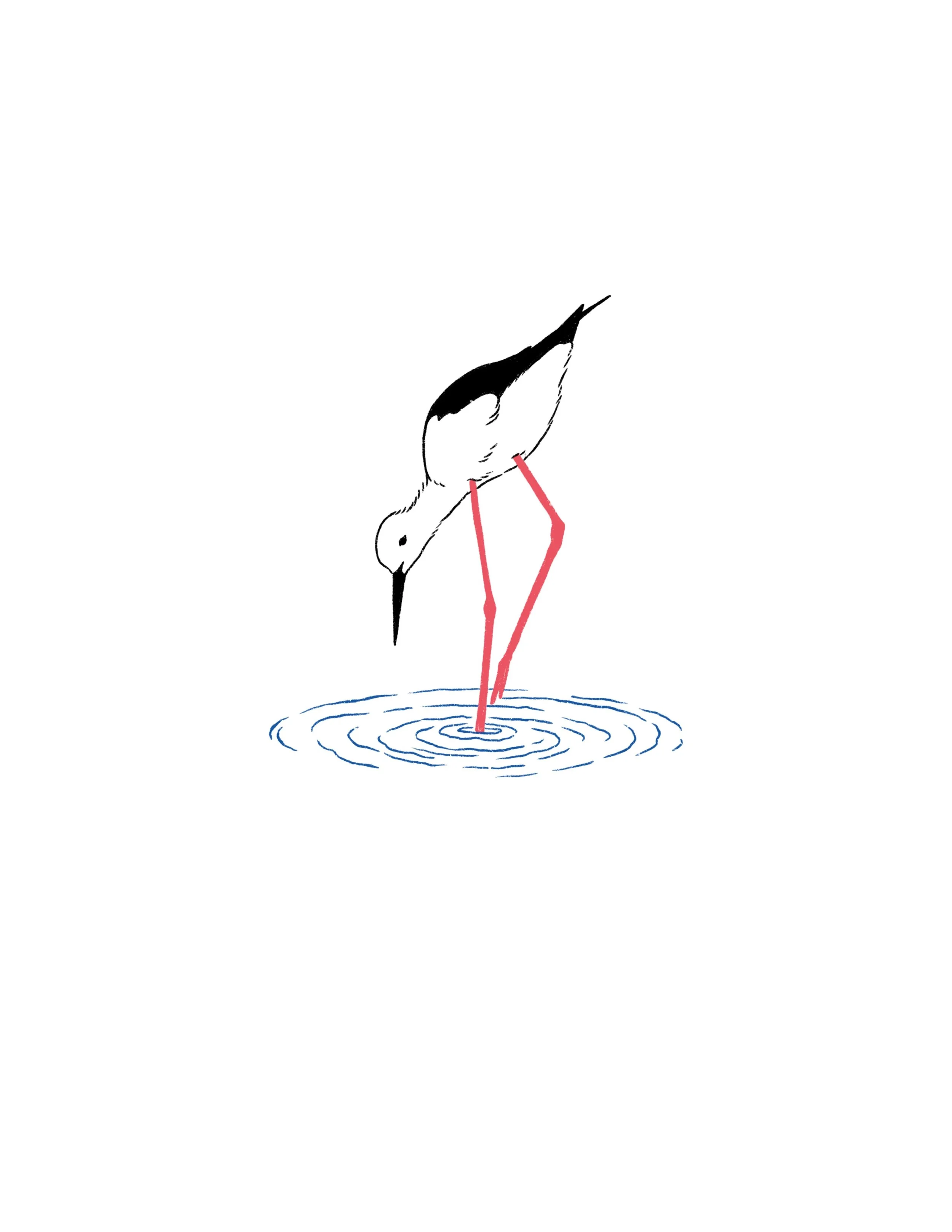 black-necked stilt- 4 inch tall or larger