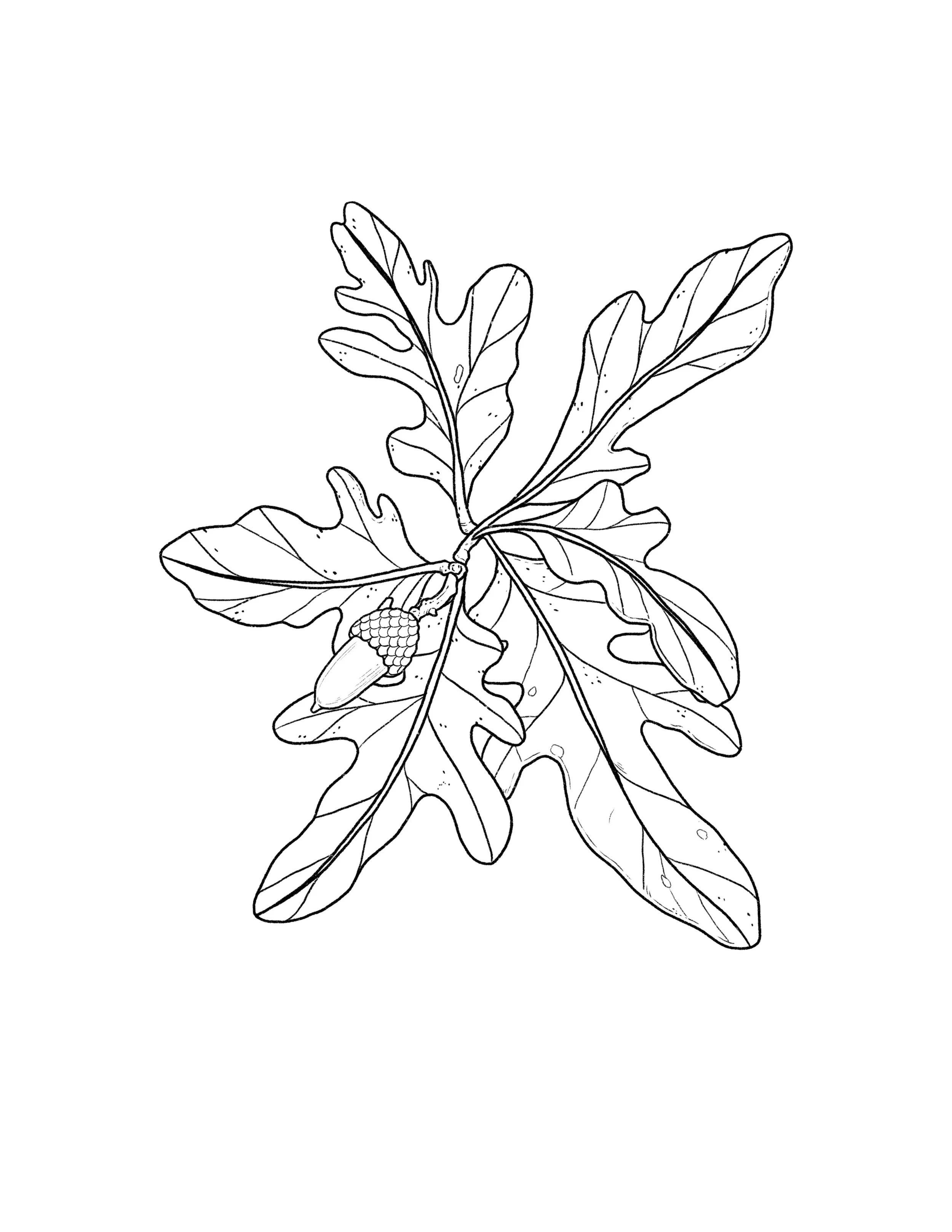 acorn in black- 5 inch minimum