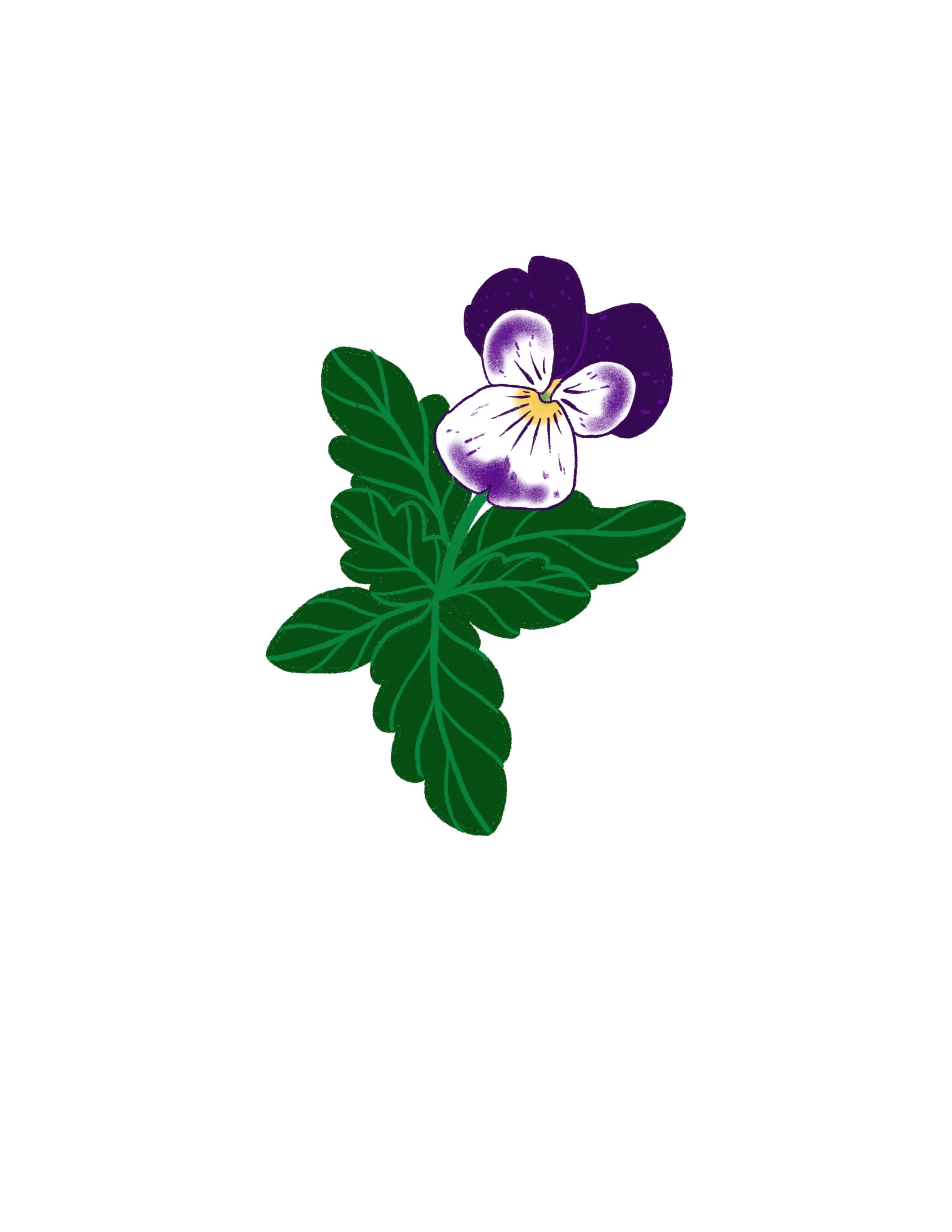 pansy in color- 5 inches or larger